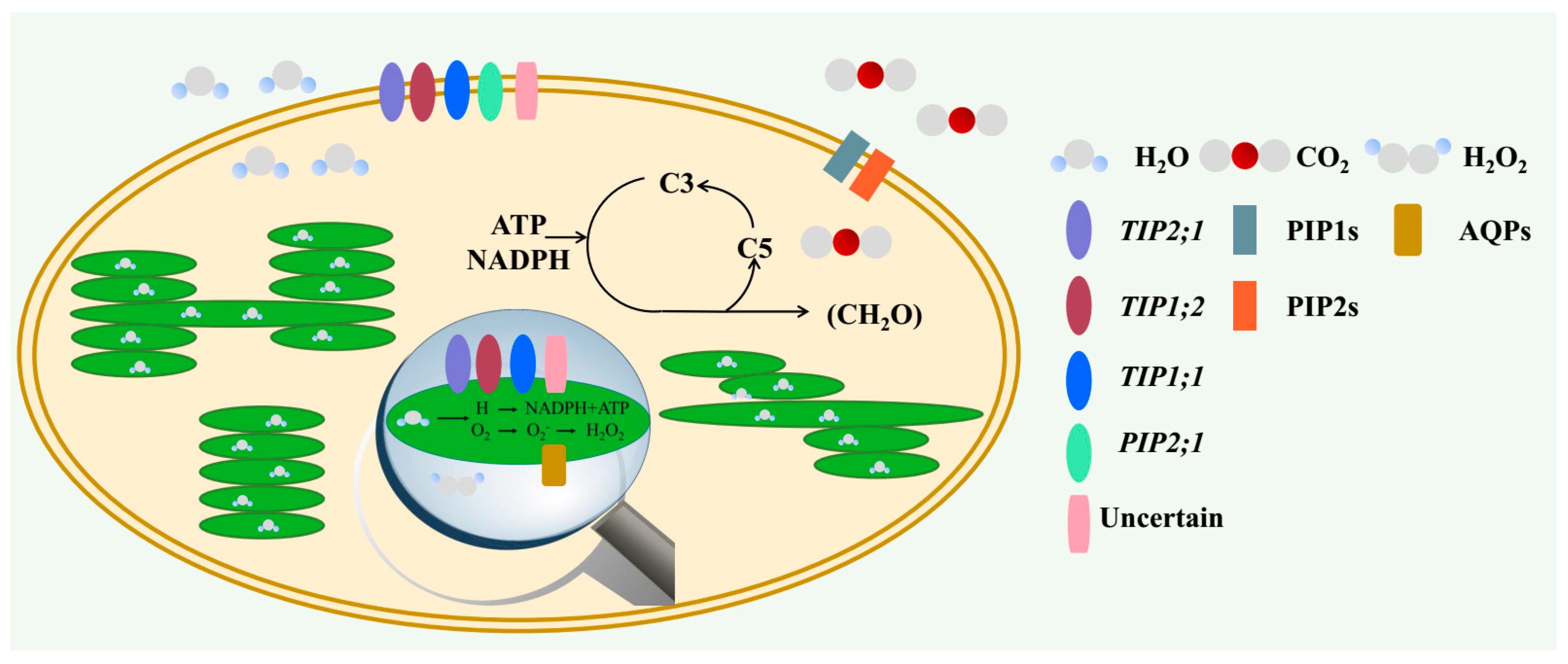 IJMS | Free Full-Text | Role of Aquaporins in Determining Carbon and