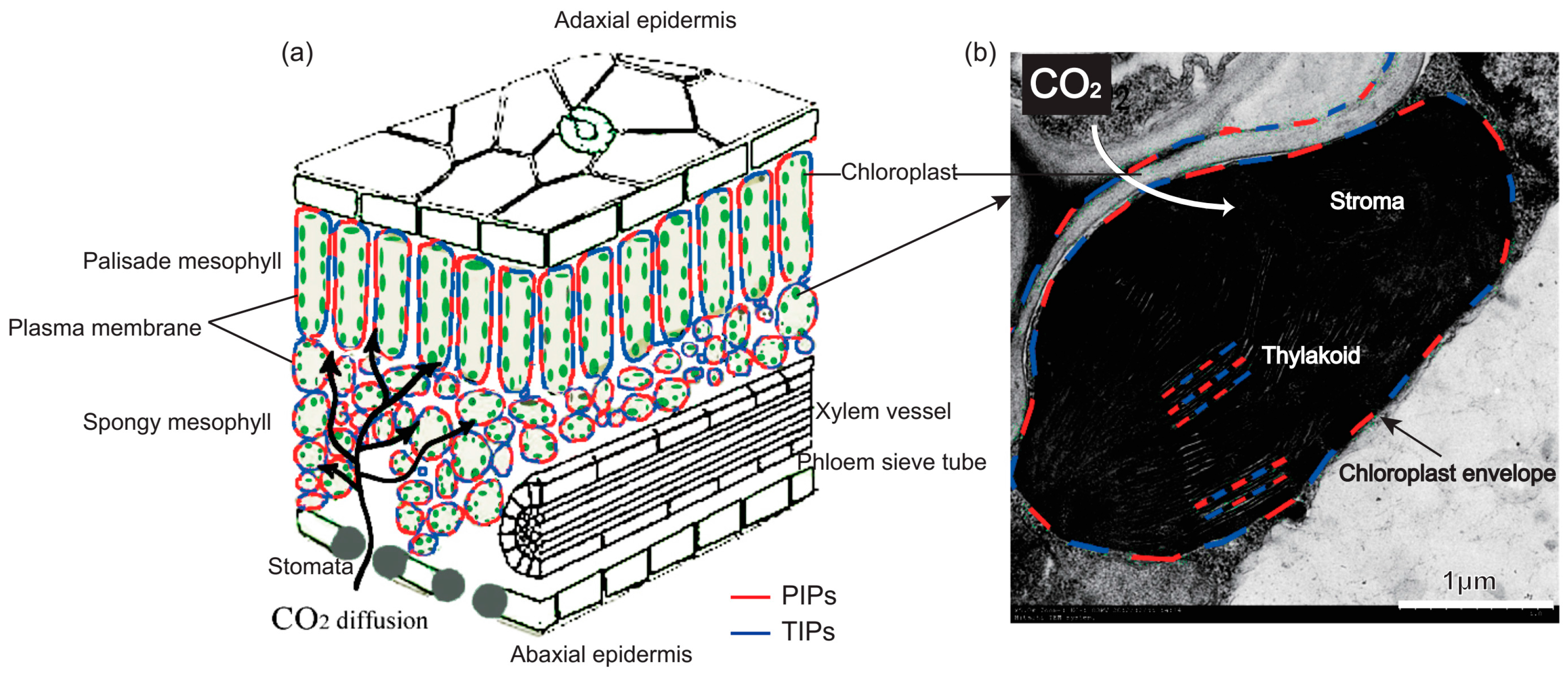 Ijms 19 00035 g002 Ijms 19 00035 g002