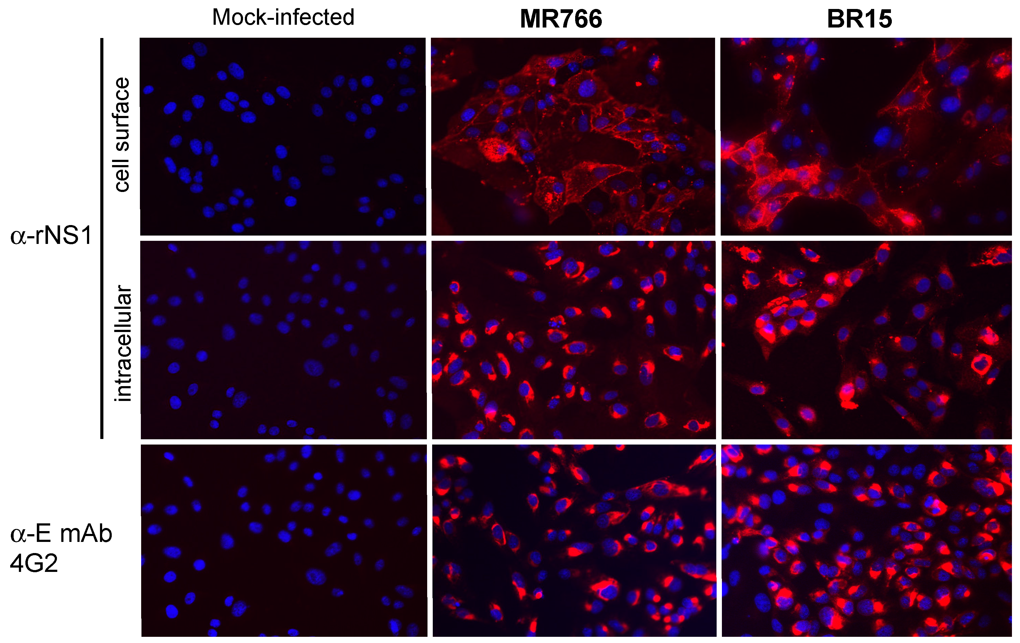 Ijms 19 00038 g005 Ijms 19 00038 g005