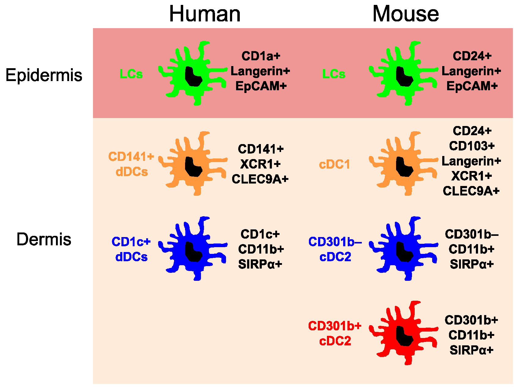 Ijms Free Full Text The Origin Of Skin Dendritic Cell Network And Its Role In Psoriasis Html