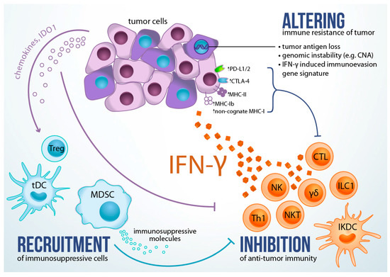 Fc gamma receptor IIa suppresses type I and III interferon production by  human myeloid immune cells - Newling - 2018 - European Journal of  Immunology - Wiley Online Library