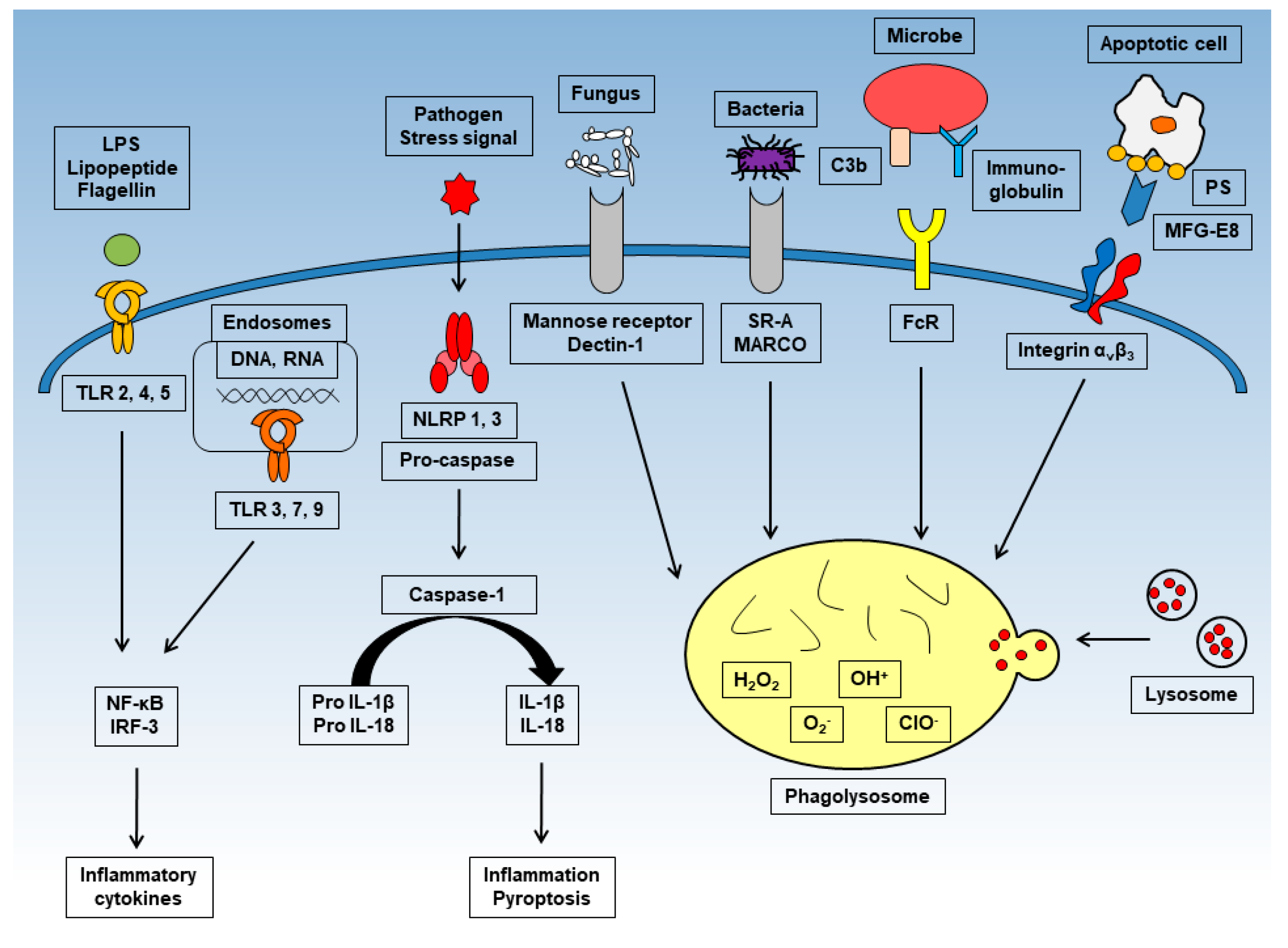 Ijms free full text the phagocytic function of macrophage enforcing