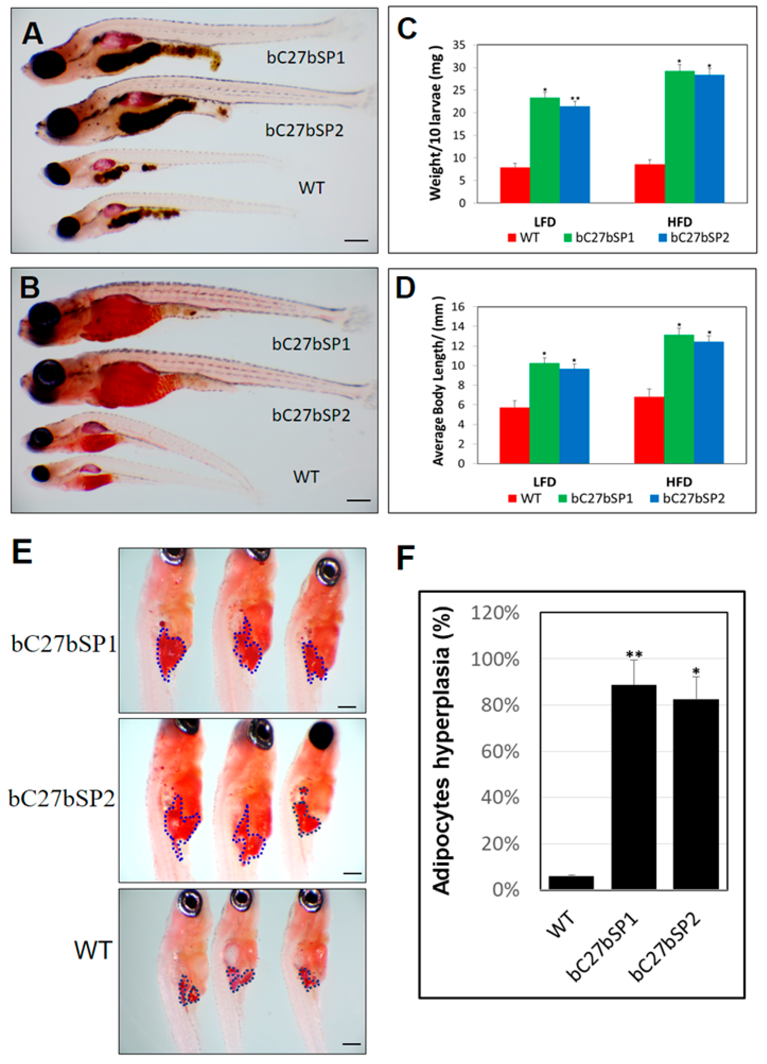 Ijms Free Full Text Microrna 27b Depletion Enhances Endotrophic And Intravascular Lipid Accumulation And Induces Adipocyte Hyperplasia In Zebrafish Html
