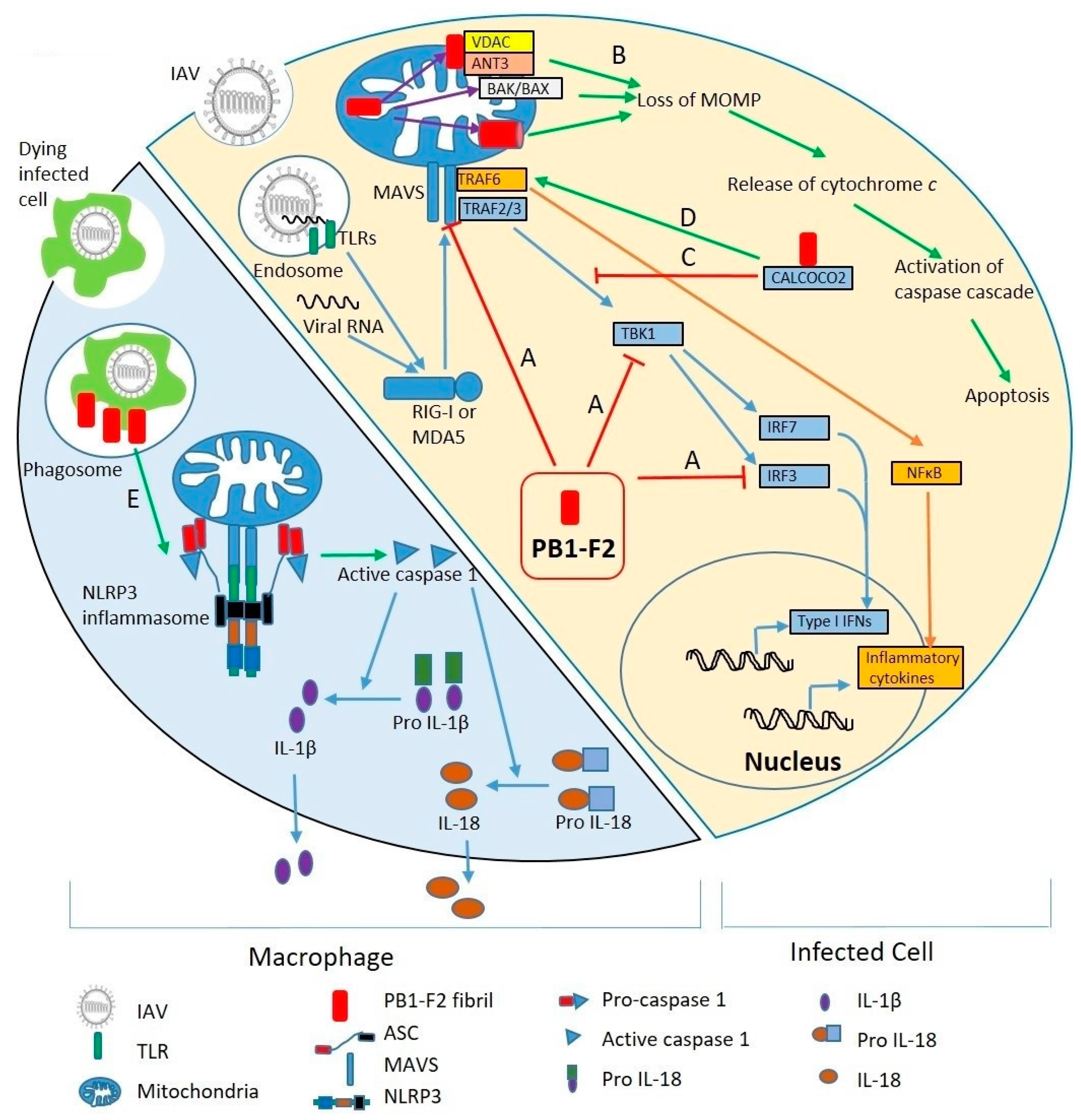 Ijms 19 00096 g003 Ijms 19 00096 g003