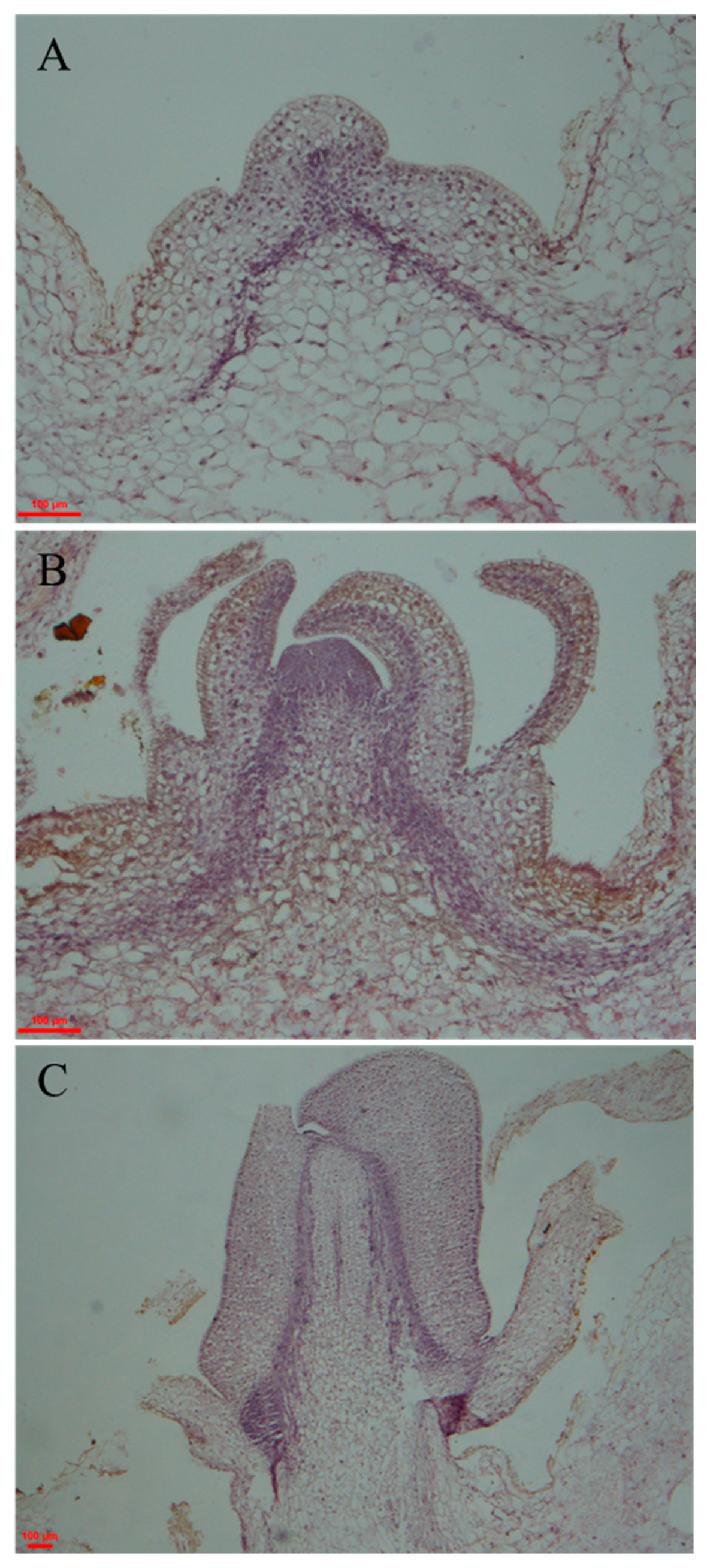 Ijms 19 00101 g001 Ijms 19 00101 g001