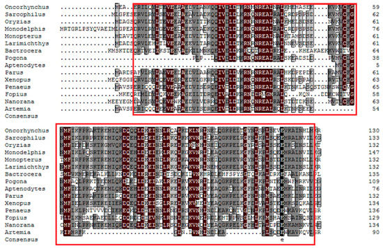 The Potential Roles of the Apoptosis-Related Protein PDRG1