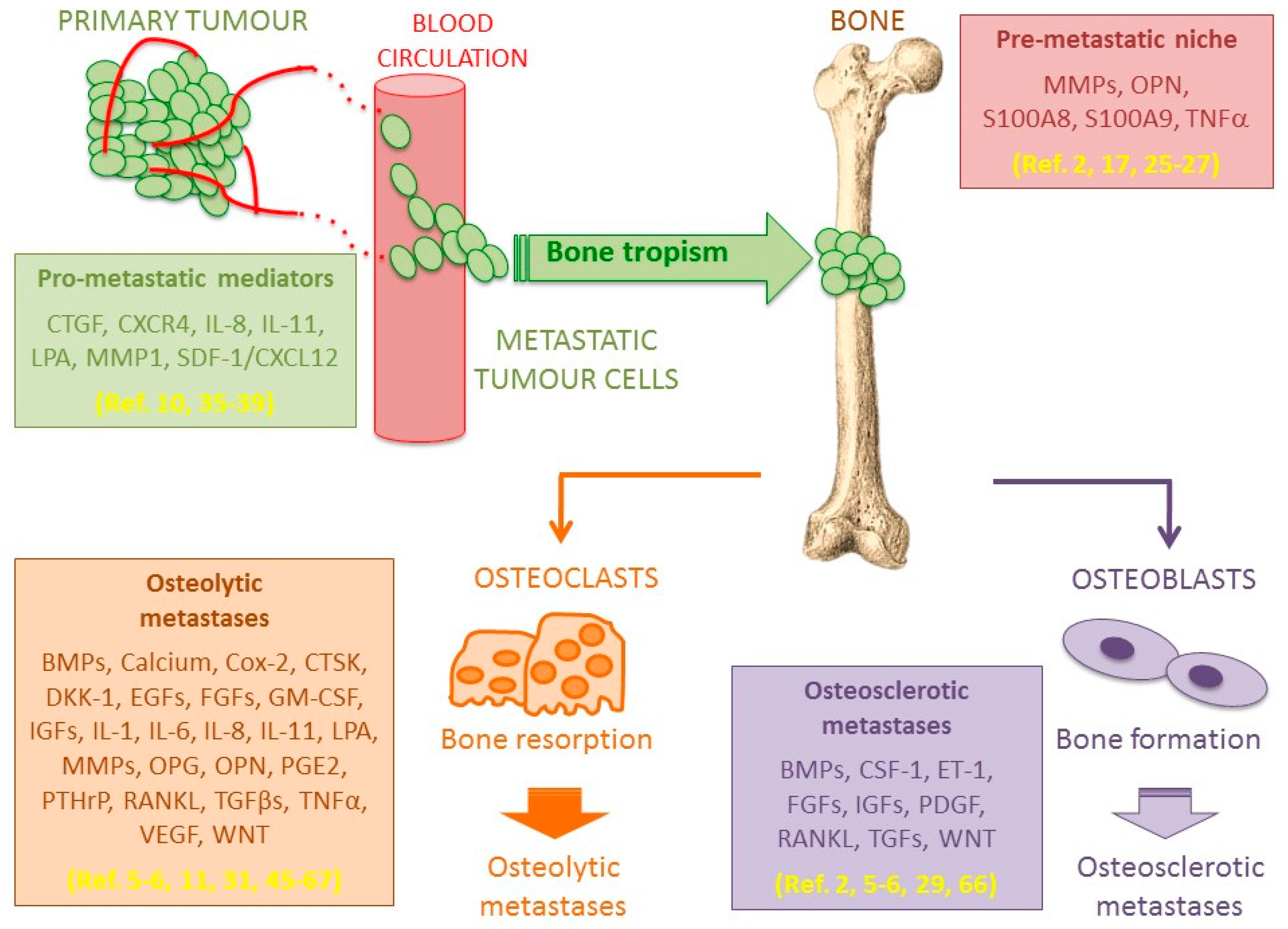 IJMS | Free Full-Text | Understanding the Progression of Bone