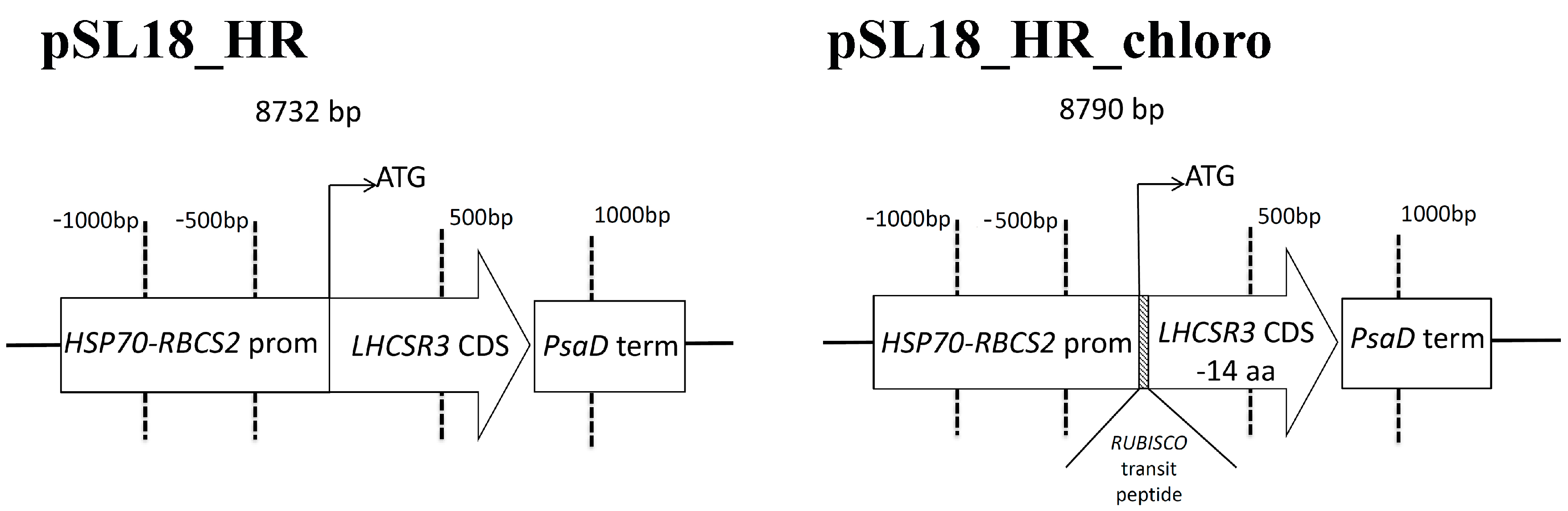 Ijms 19 00155 g001
