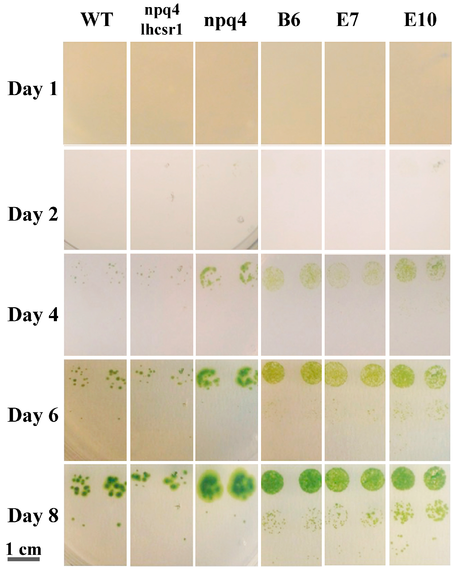 Ijms 19 00155 g007