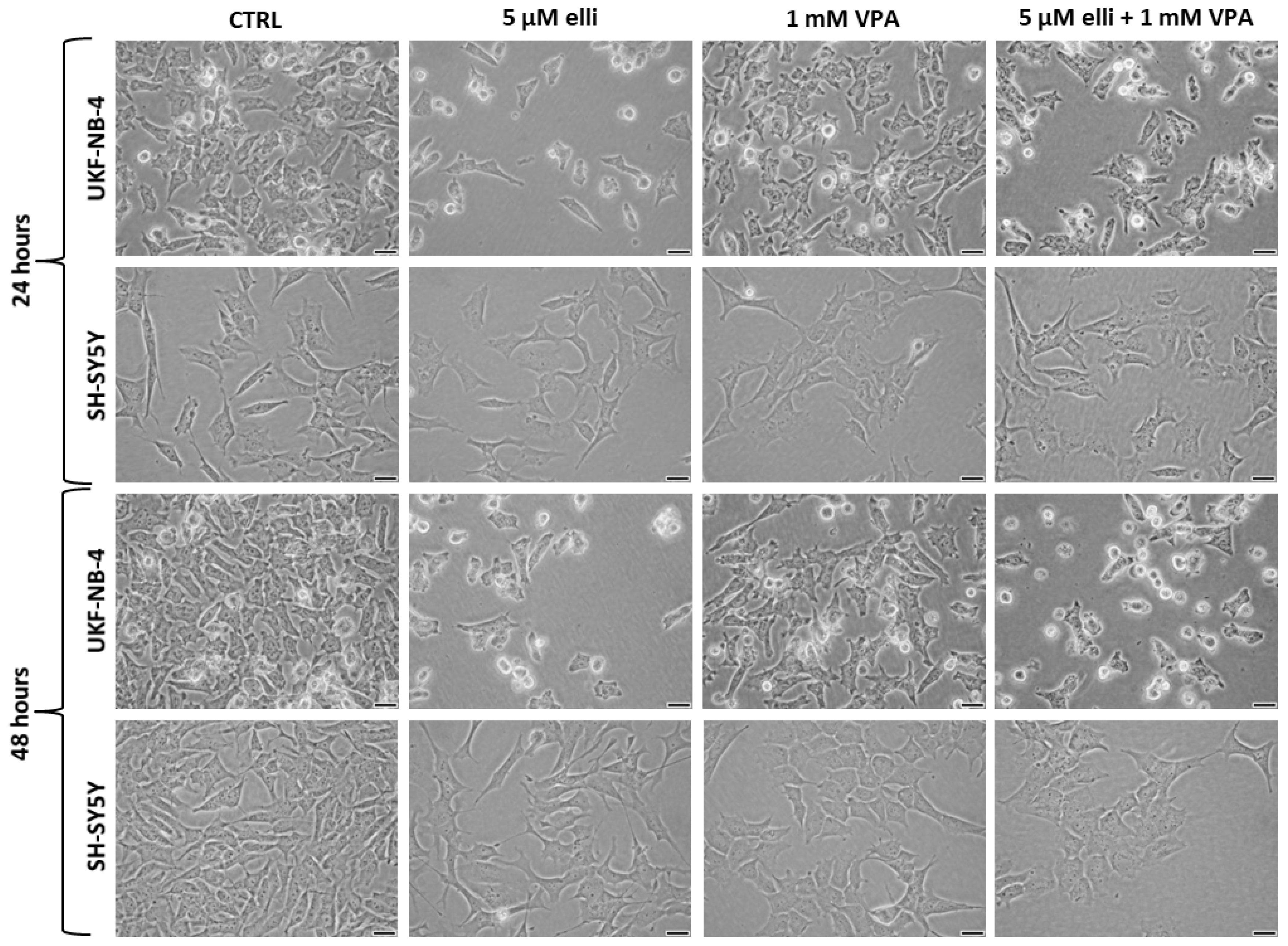 Ijms 19 00164 g003 550