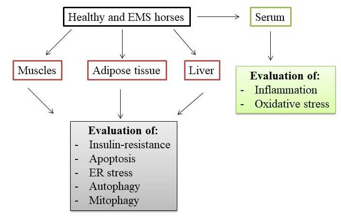 Impaired Recycling Of Mitochondria In >> Ijms Free Full Text Excessive Endoplasmic Reticulum Stress Impaired Recycling Of Mitochondria In >> Ijms Free Full Text Excessive Endoplasmic Reticulum Stress