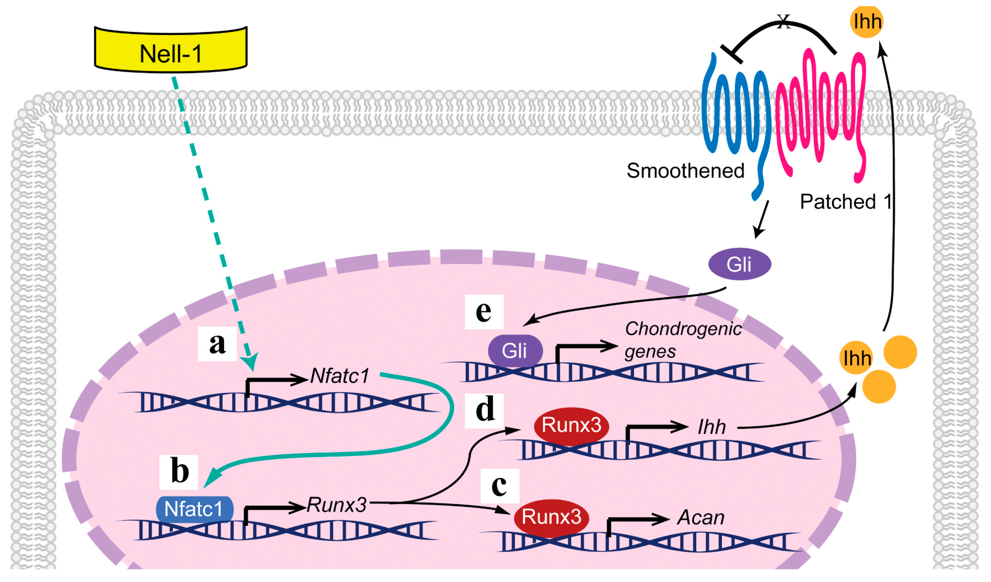Ijms 19 00168 g006 550