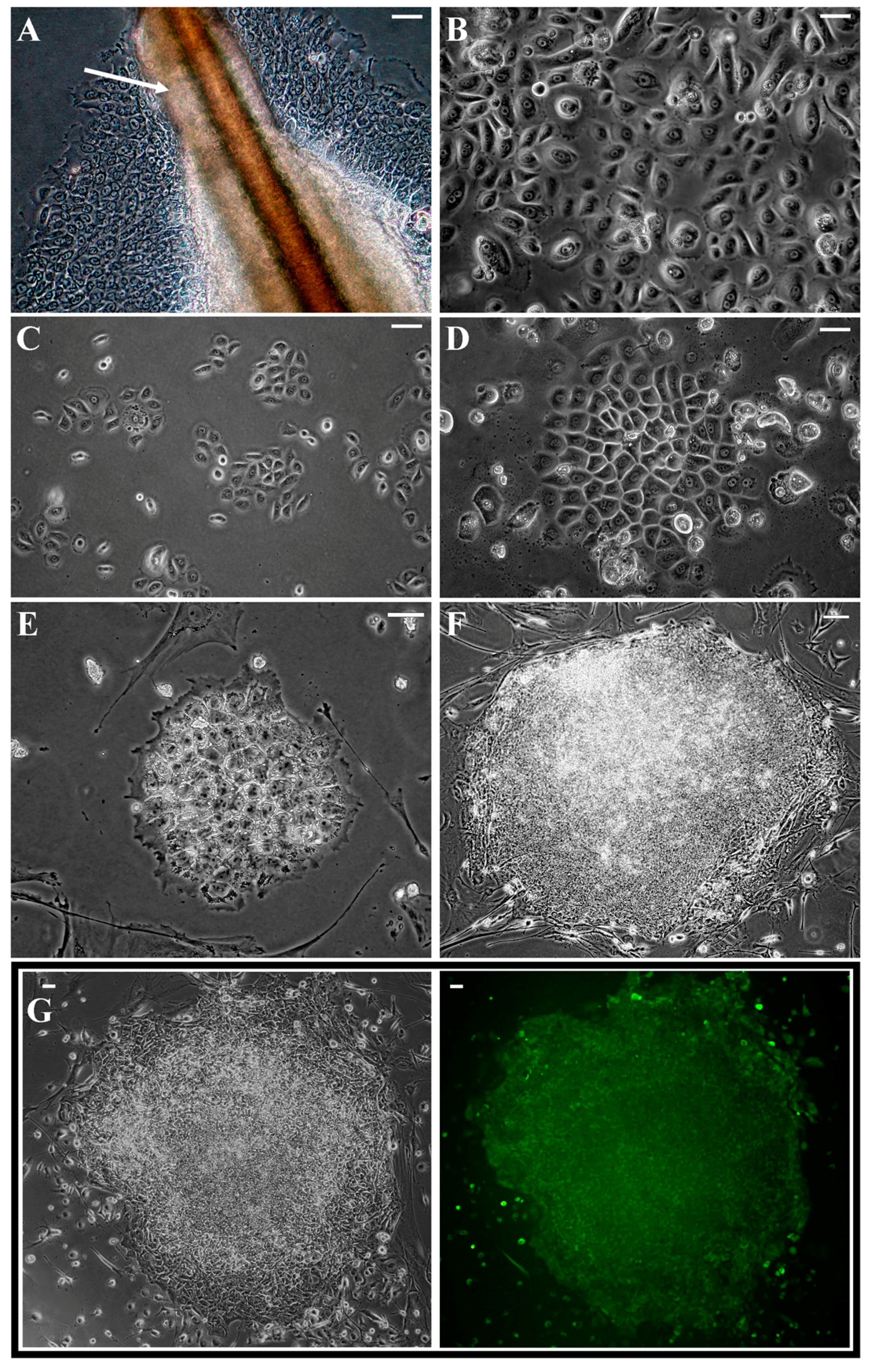 Ijms 19 00197 g001