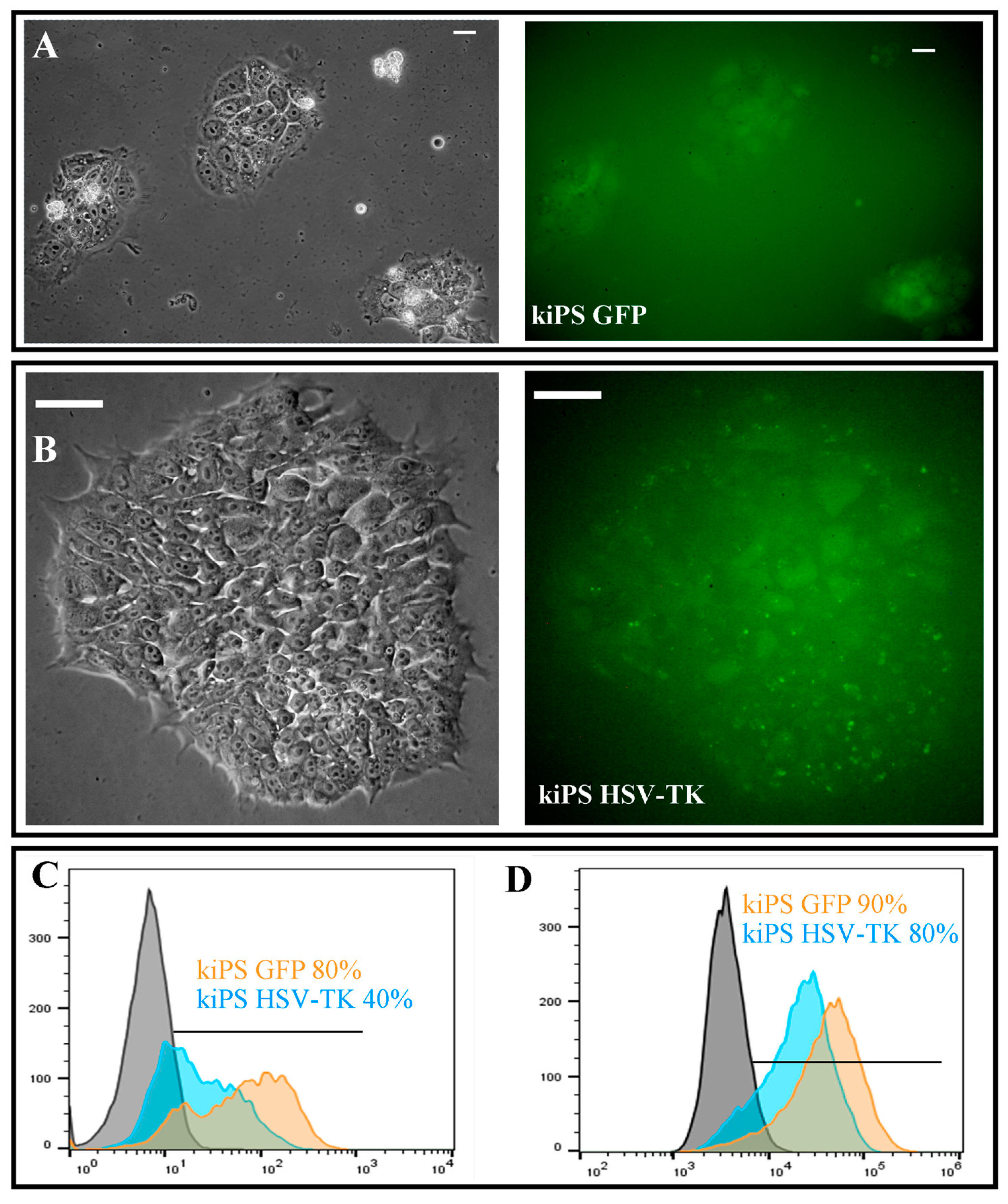 Ijms 19 00197 g004