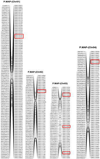 Simple Sequence Repeat (SSR) Genetic Linkage Map of D Genome
