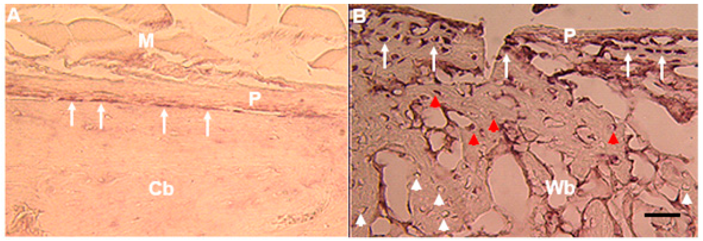 Ijms 19 00206 g006