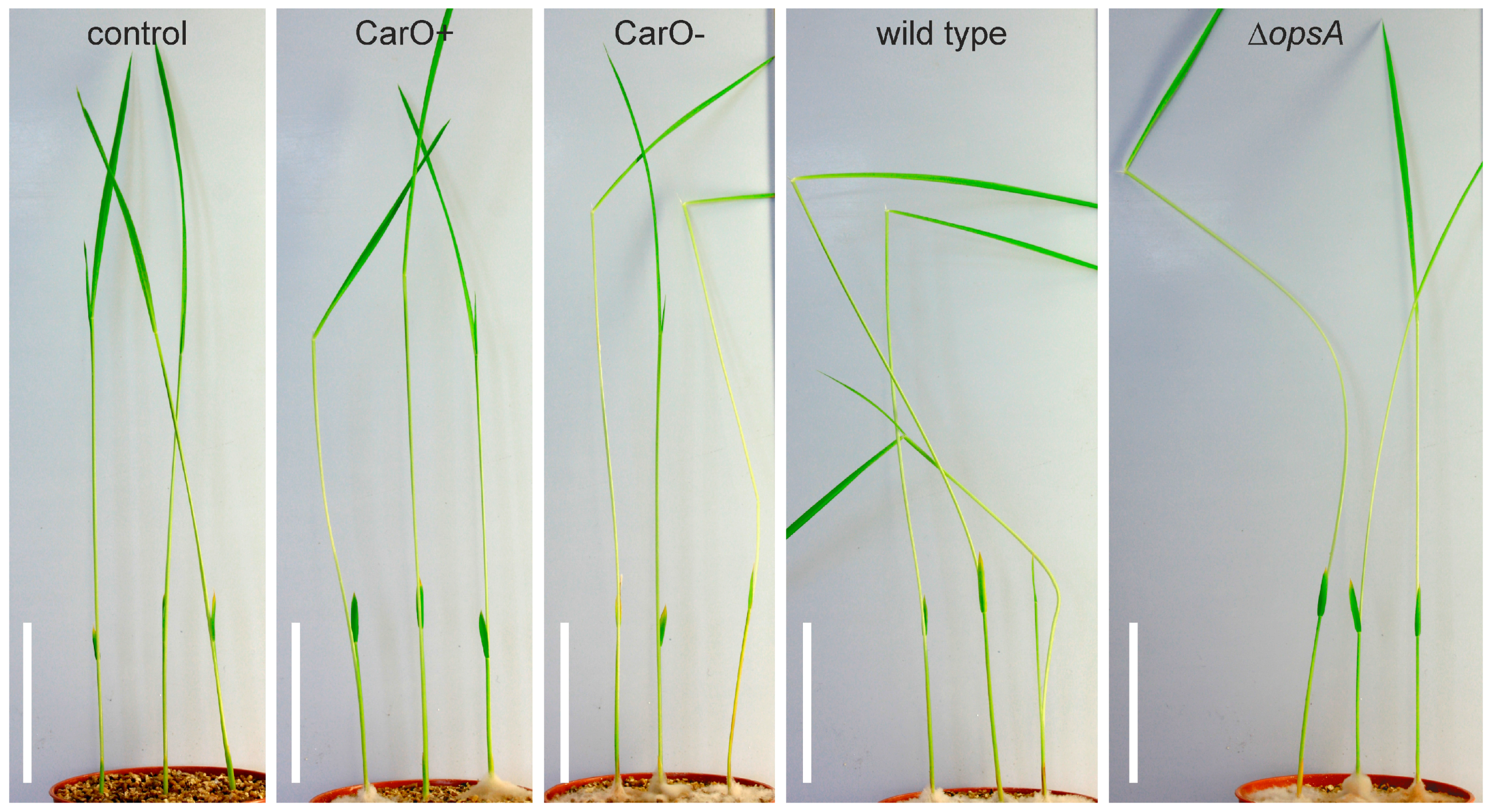 Ijms 19 00215 g004 Ijms 19 00215 g004