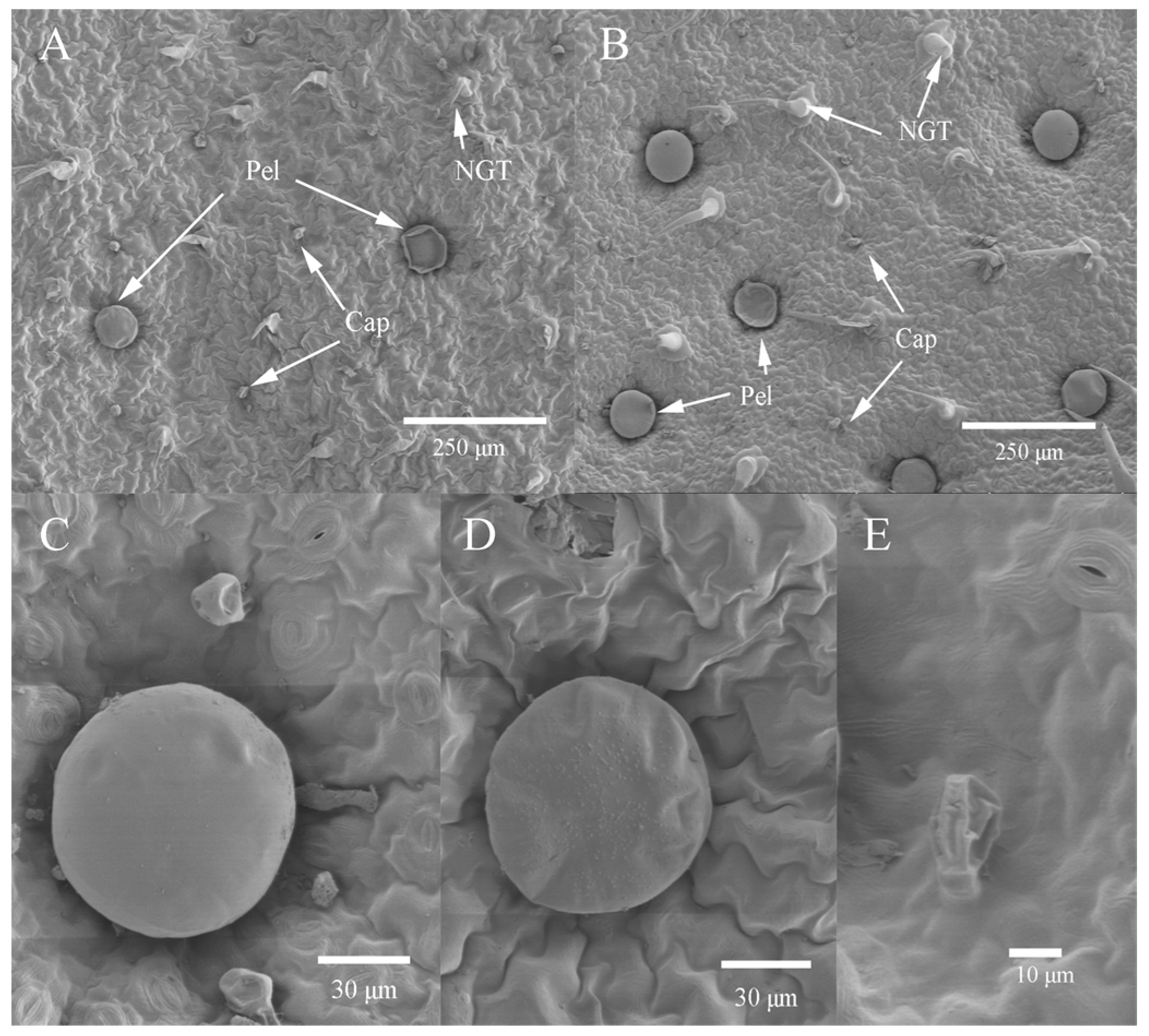 Salvia divinorum non-glandular trichomes (light microscopy). a