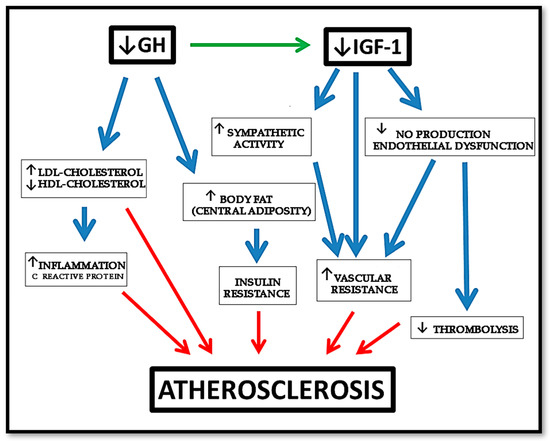 Growth Hormone (GH) and Cardiovascular System