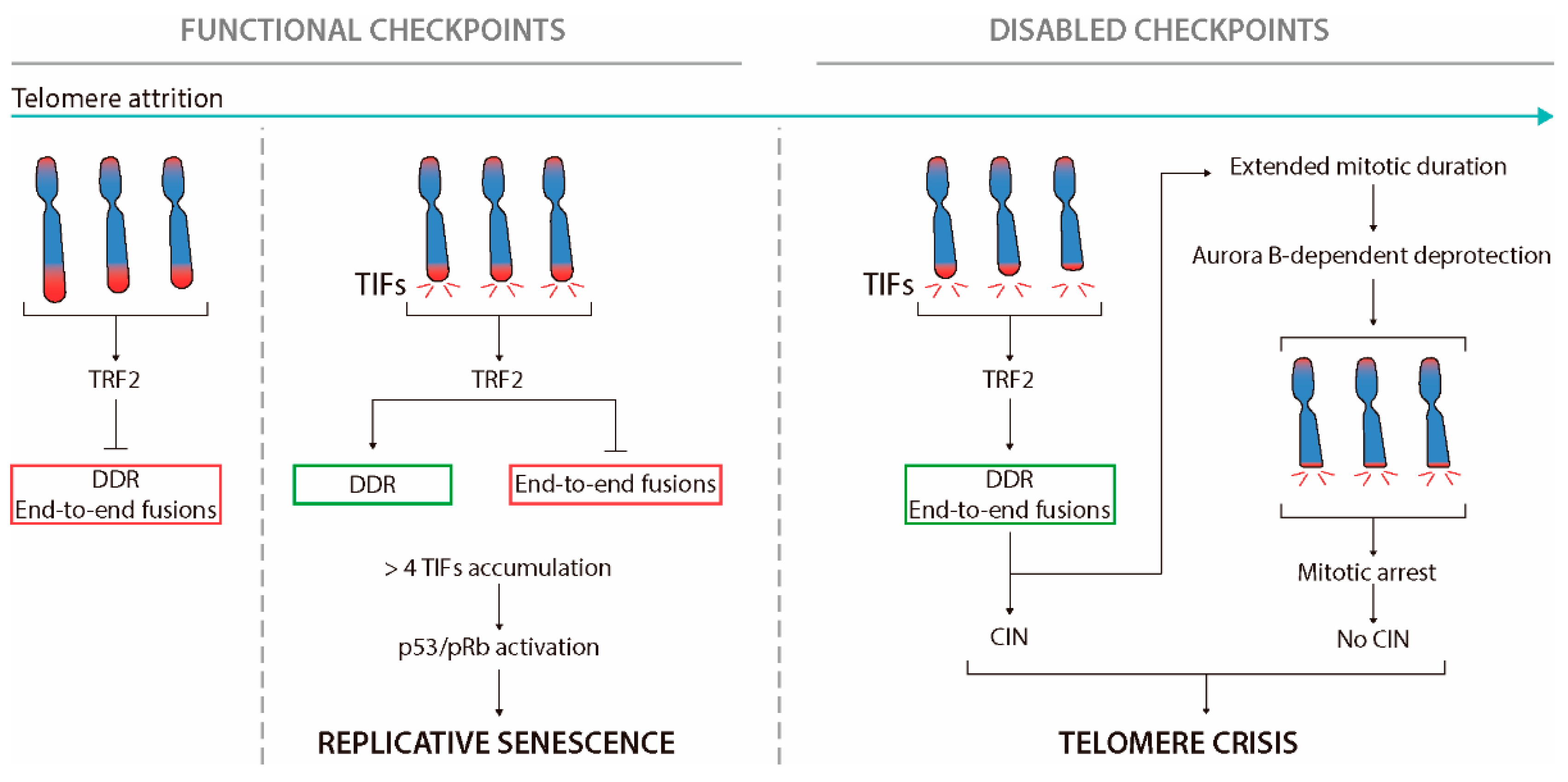 Telomeres: Implications for Cancer Development Biology Diagrams