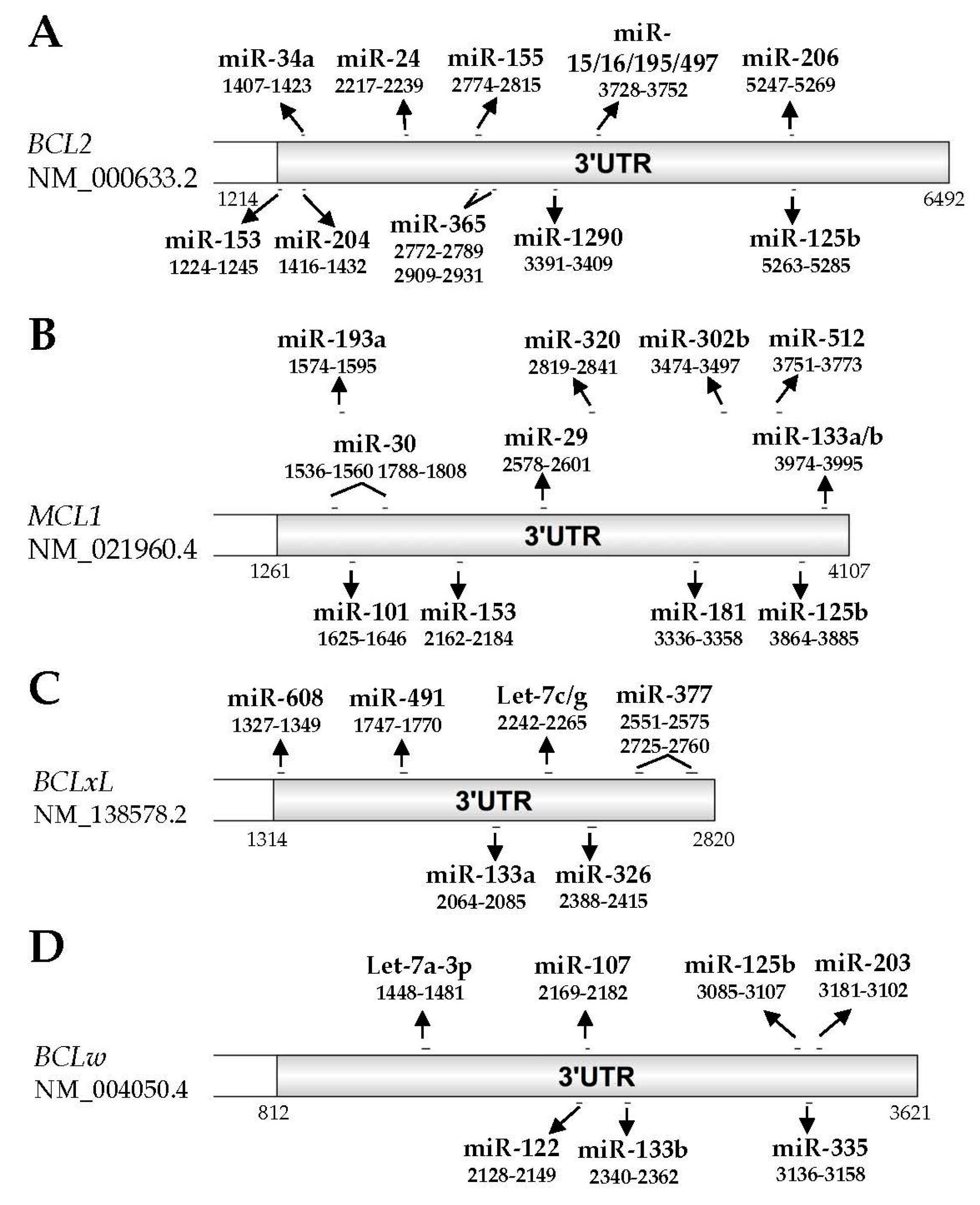 IJMS | Free Full-Text | Post-Transcriptional Regulation of Anti 