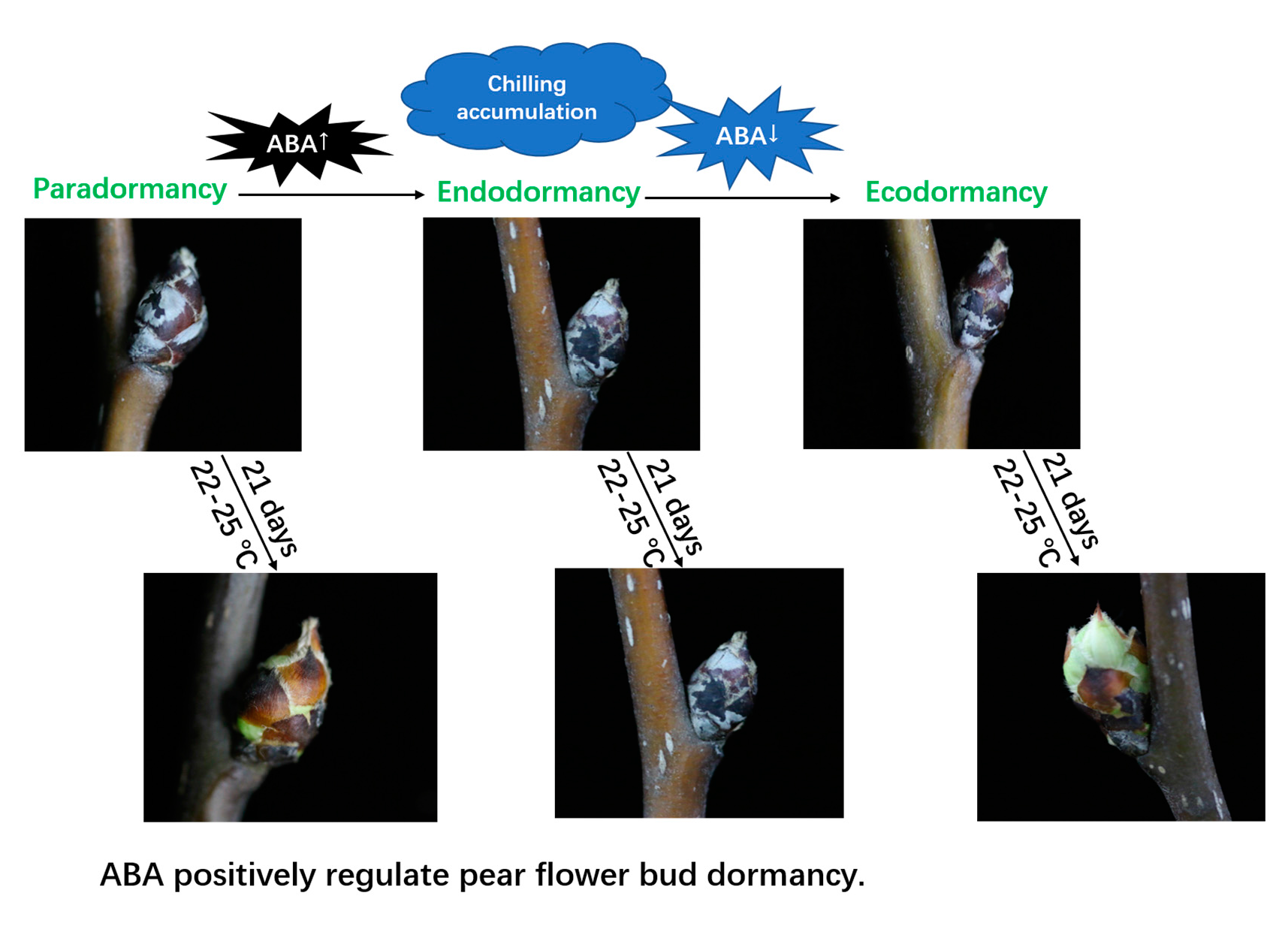 IJMS Free FullText Abscisic Acid (ABA ) Promotes the Induction and