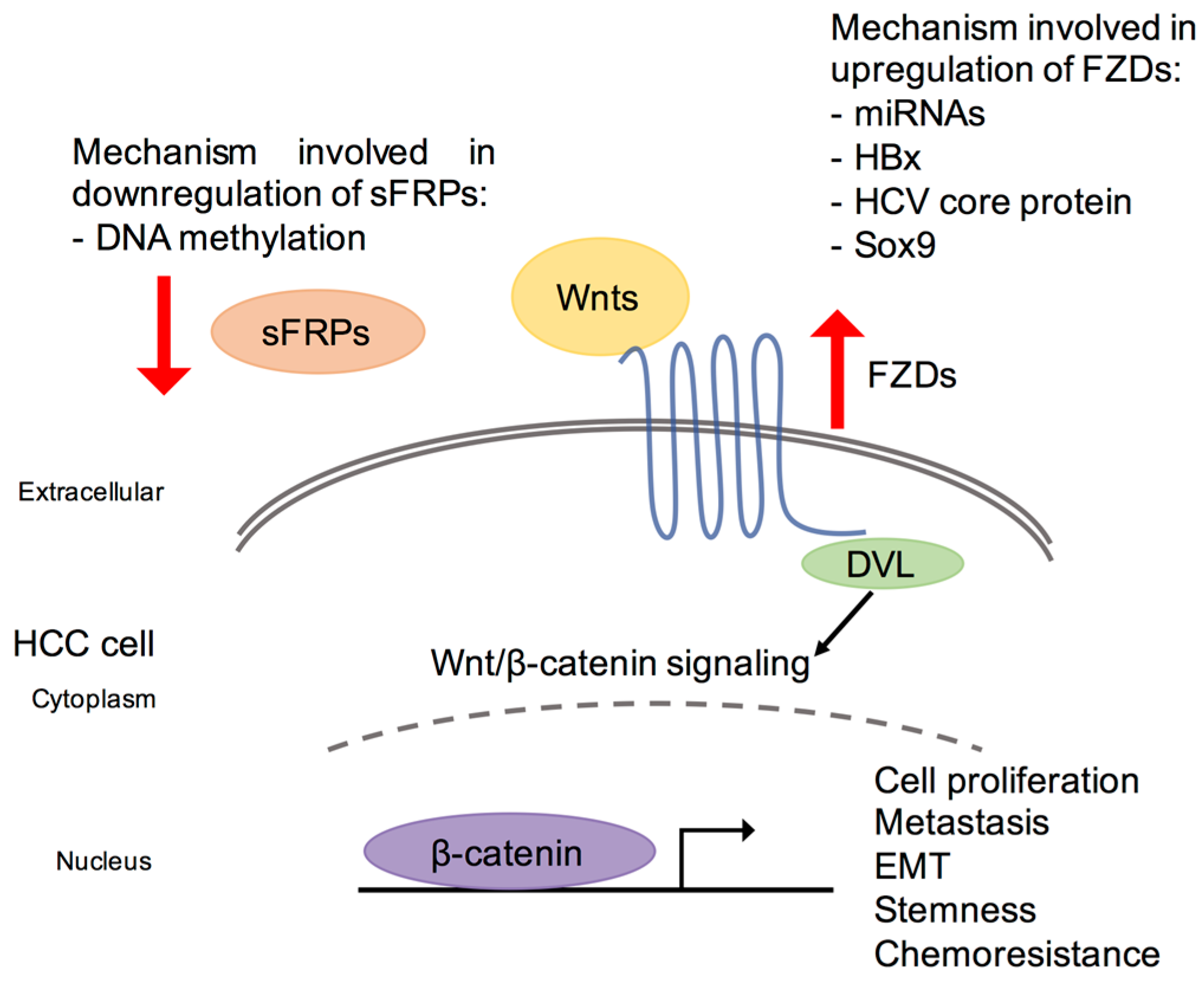 Ijms Free Full Text Deregulation Of Frizzled Receptors In Hepatocellular Carcinoma Html Ijms Free Full Text Deregulation Of Frizzled Receptors In Hepatocellular Carcinoma Html