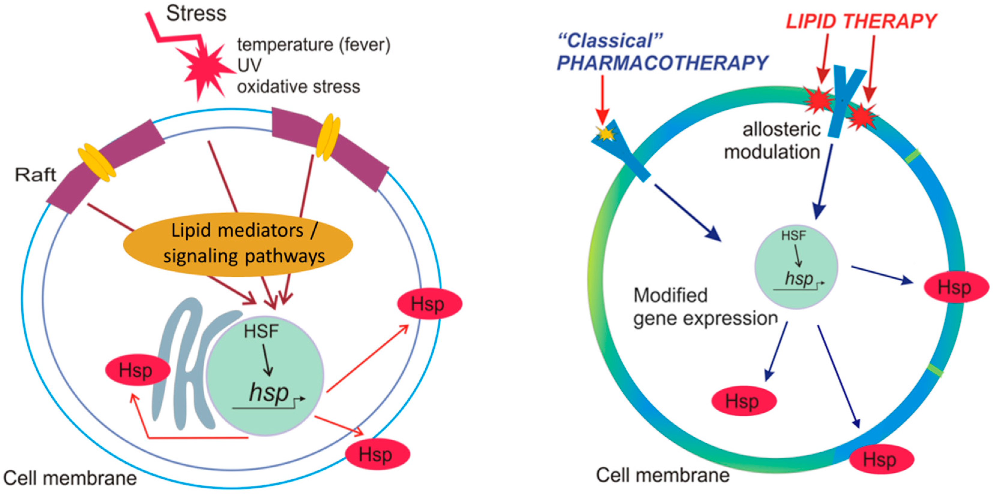 IJMS | Free Full-Text | Heat Shock Proteins and Autophagy Pathways 