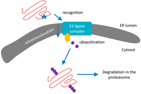 アクティベーター Heat Shock Proteins and Autophagy Pathways in