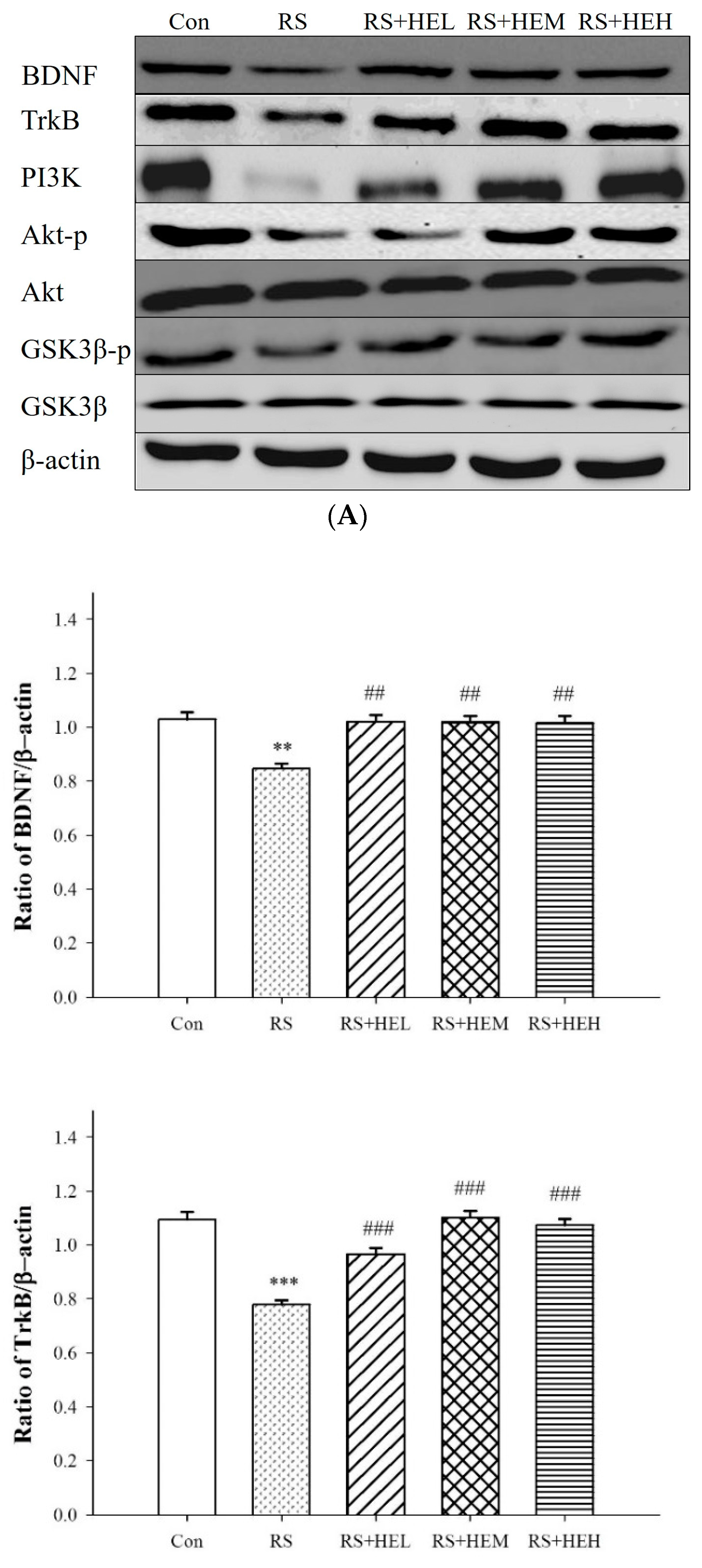 Ijms 19 00341 g005a