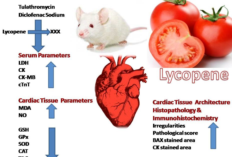 IJMS Free FullText Lycopene Attenuates Tulathromycin and