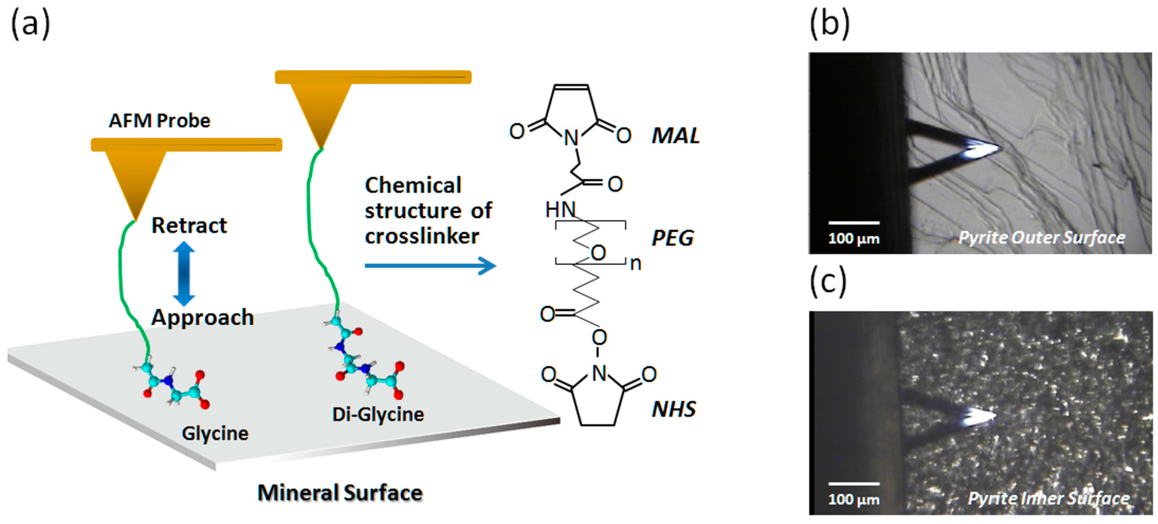 Ijms 19 00365 g001 550