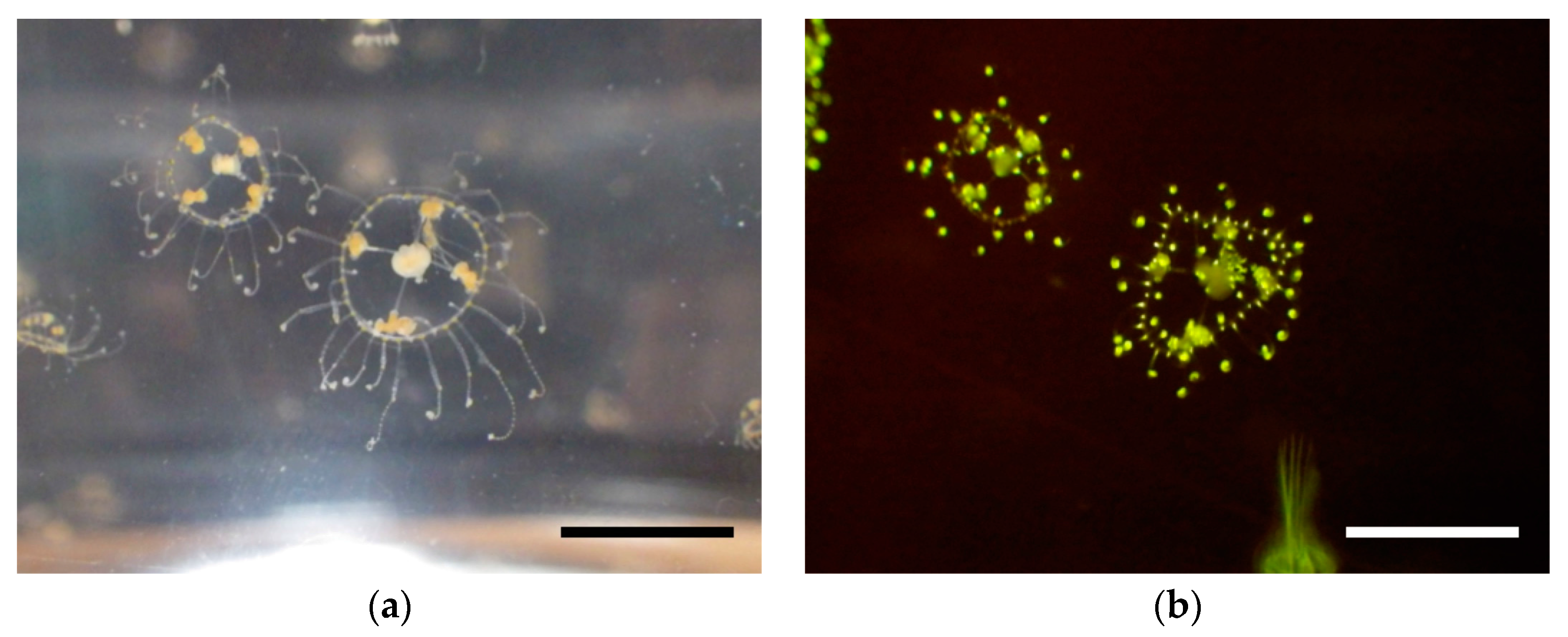 Ijms 19 00371 g001 550