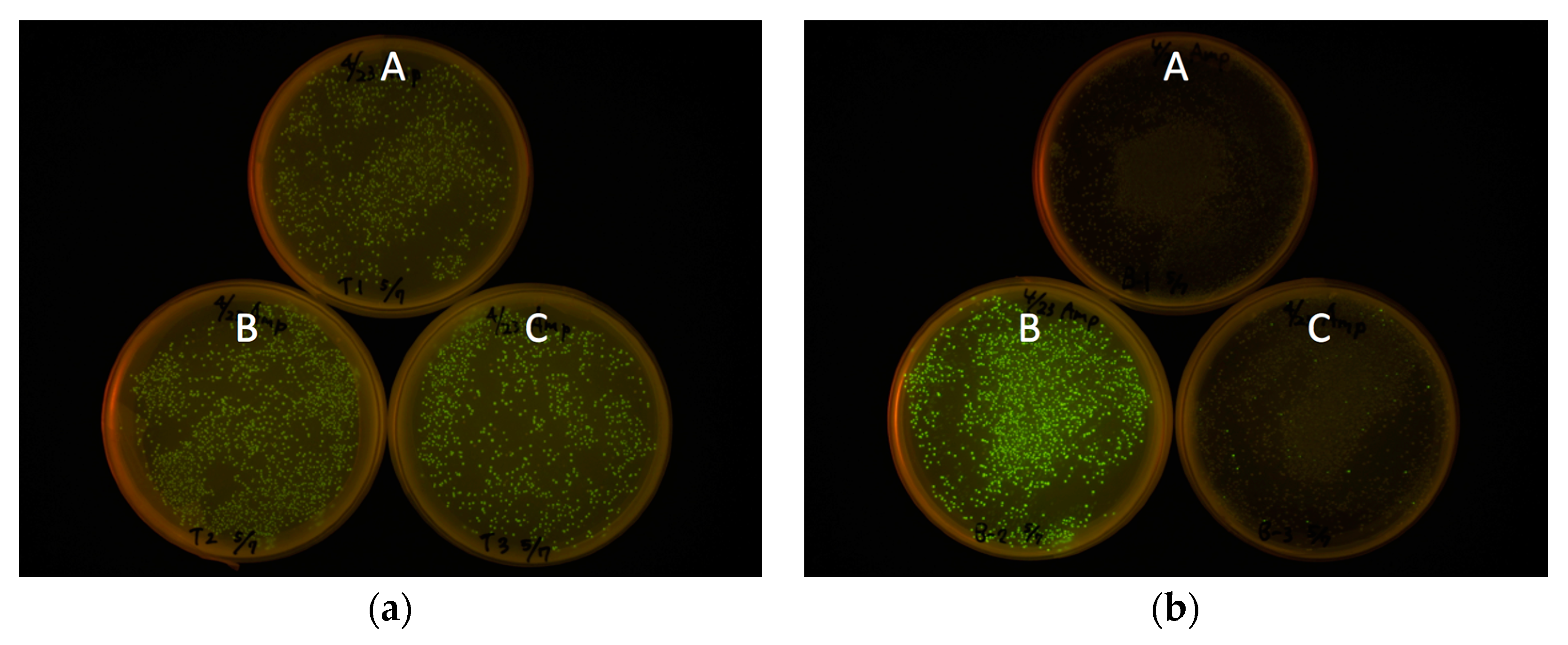 Ijms 19 00371 g003 550