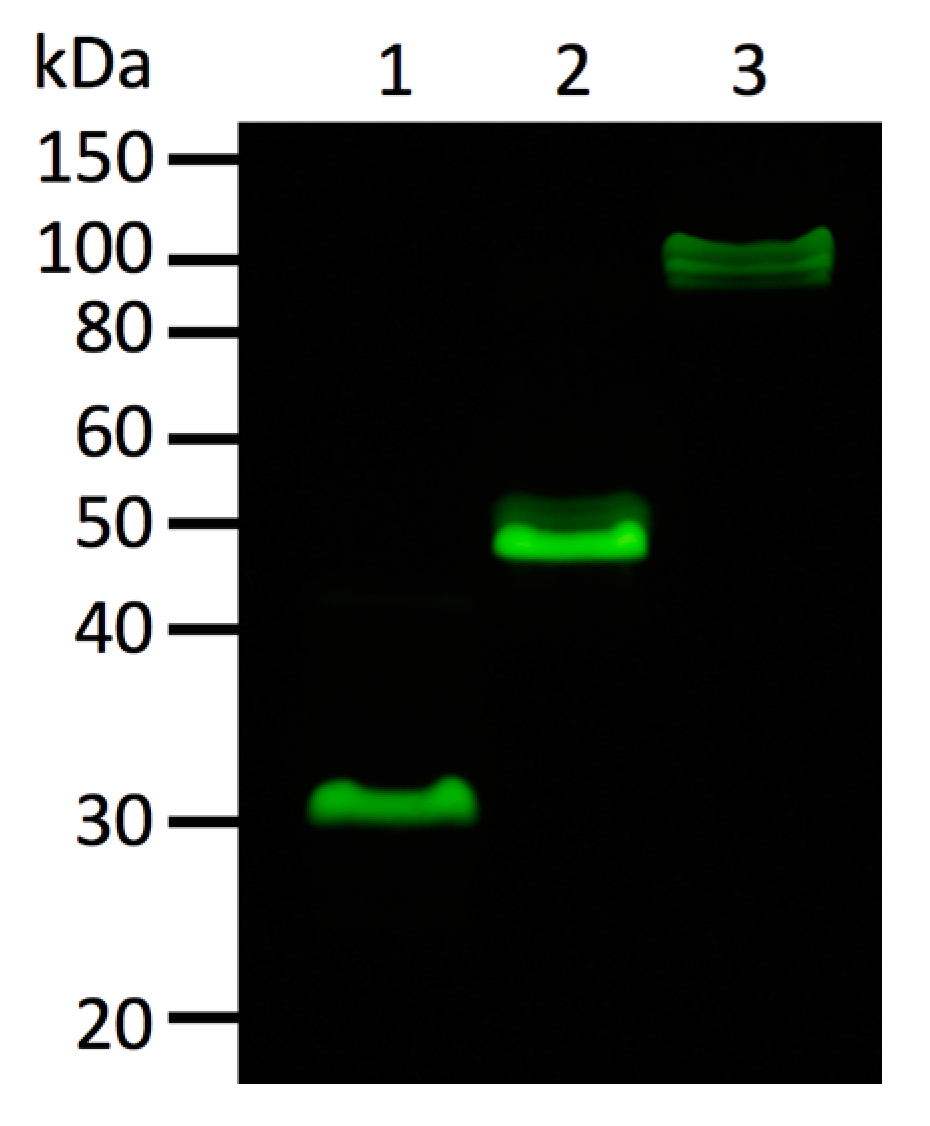 Ijms 19 00371 g007 550