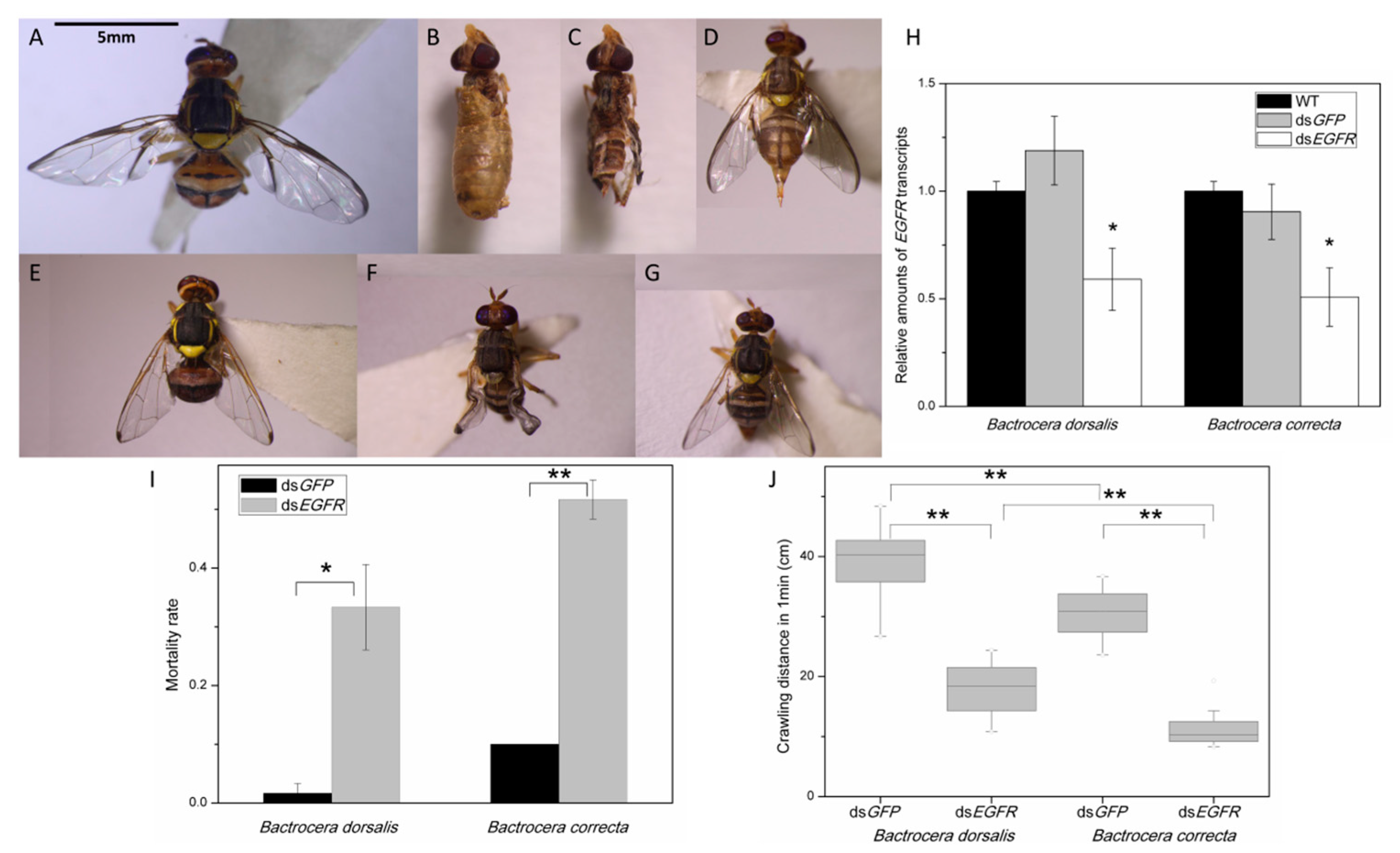 Ijms 19 00396 g006 550