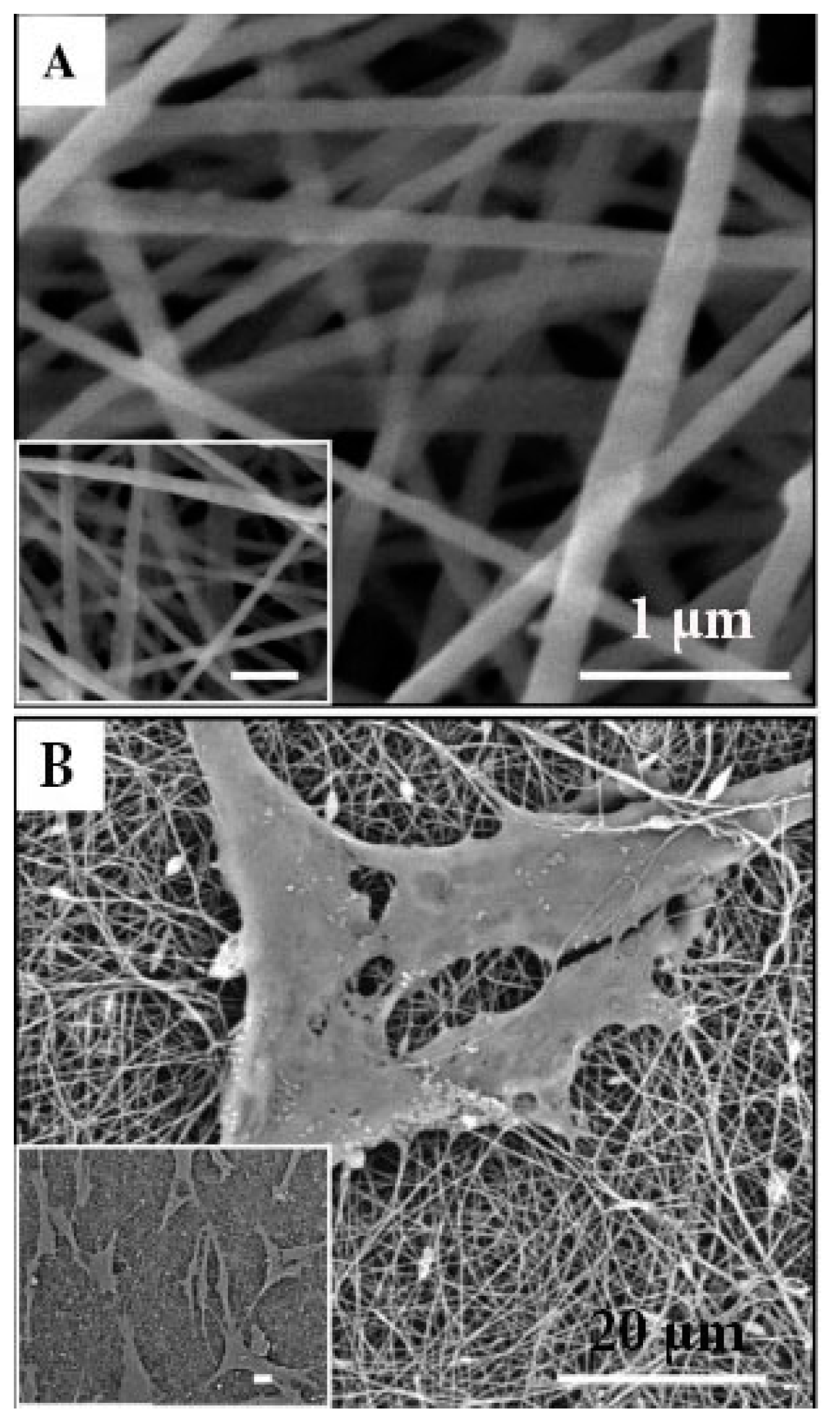 Ijms 19 00407 g007 Ijms 19 00407 g007