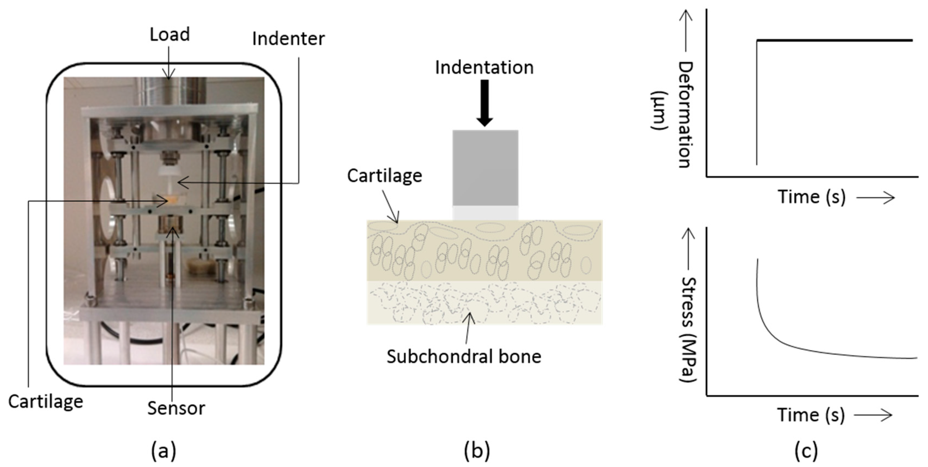 Ijms 19 00413 g005 Ijms 19 00413 g005