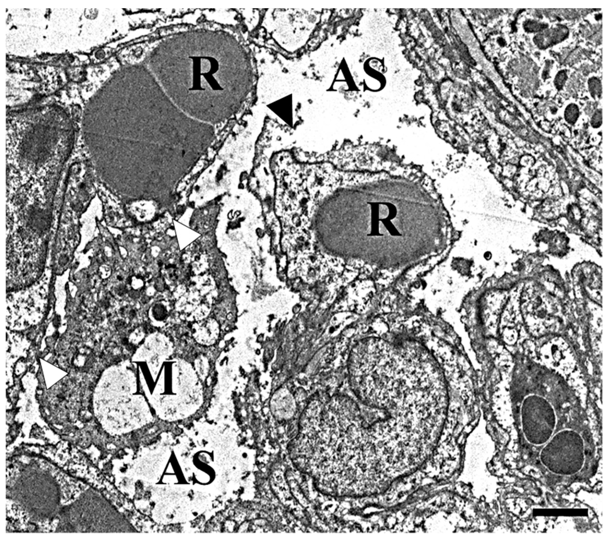 Ijms 19 00416 g008 550