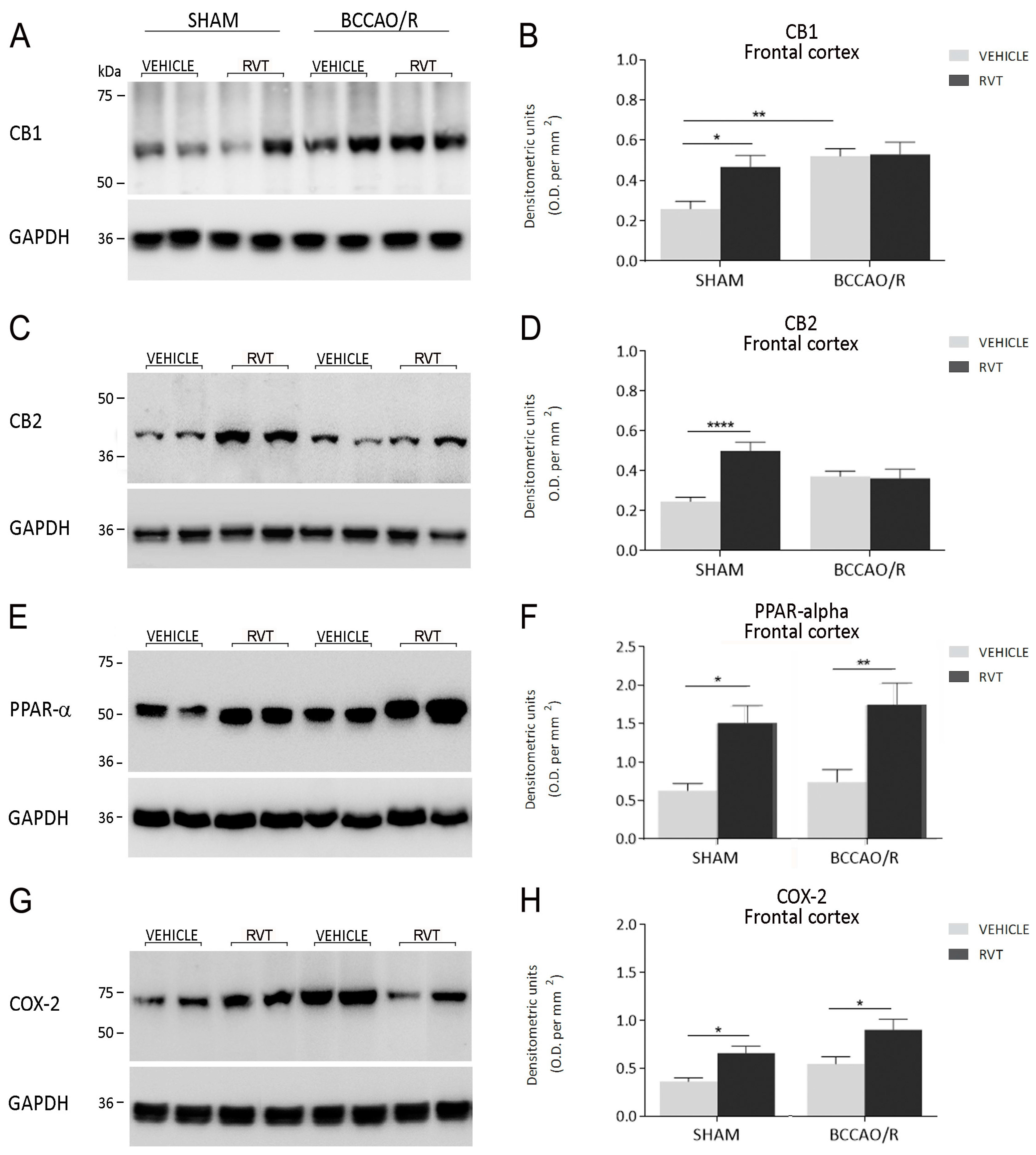 Ijms 19 00426 g002 Ijms 19 00426 g002