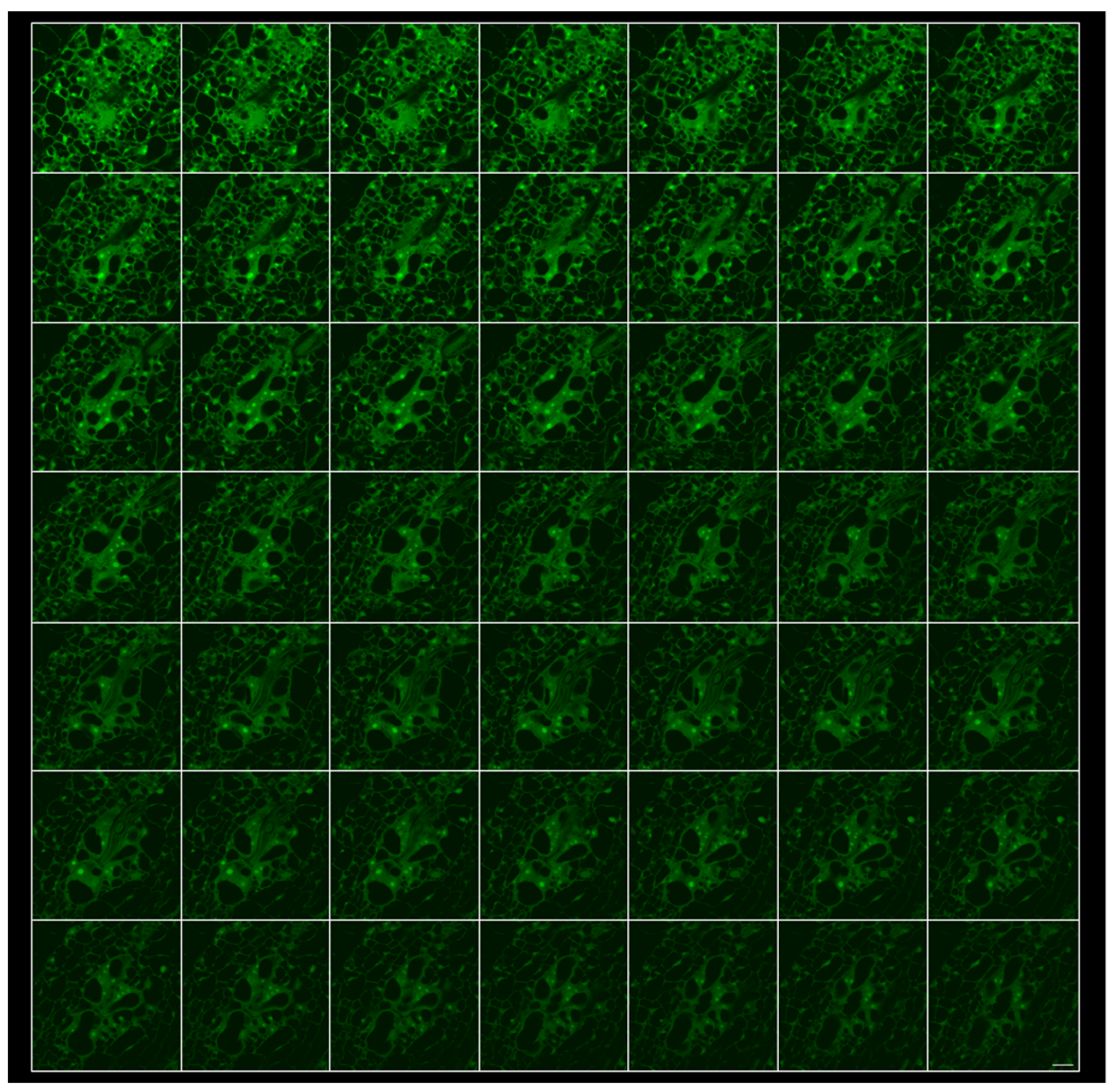 Ijms 19 00429 g001 Ijms 19 00429 g001