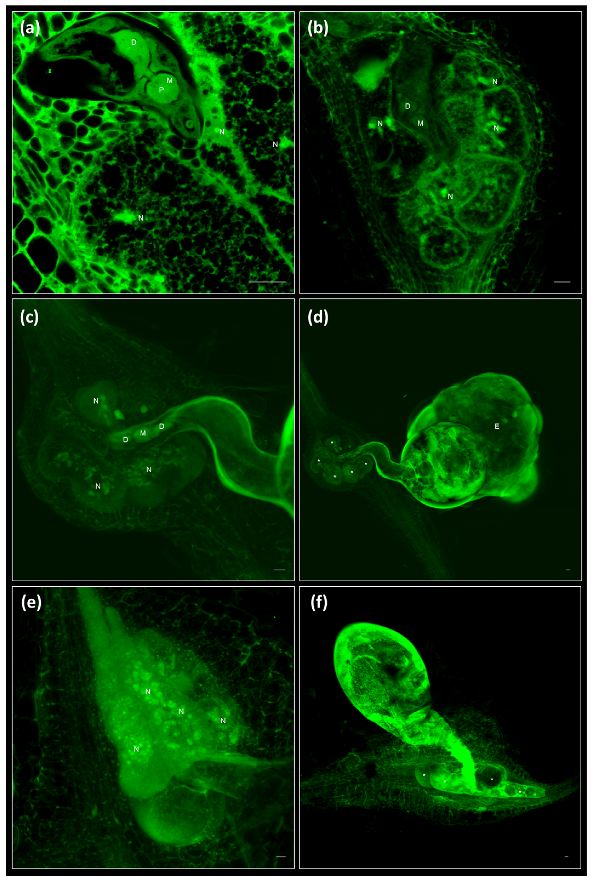 Ijms 19 00429 g003 Ijms 19 00429 g003