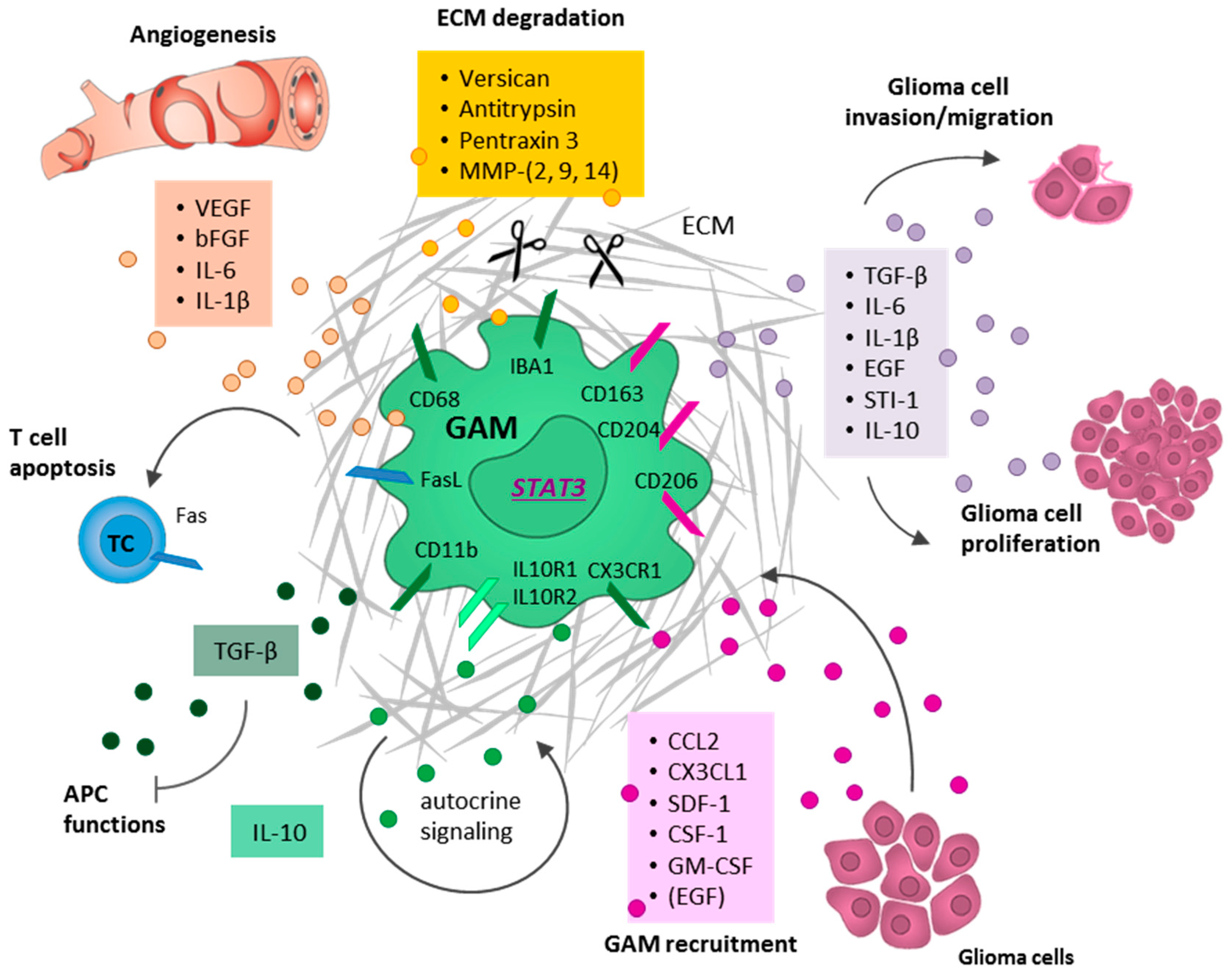 IJMS | Free Full-Text | When Immune Cells Turn Bad—Tumor-Associated Microglia ...