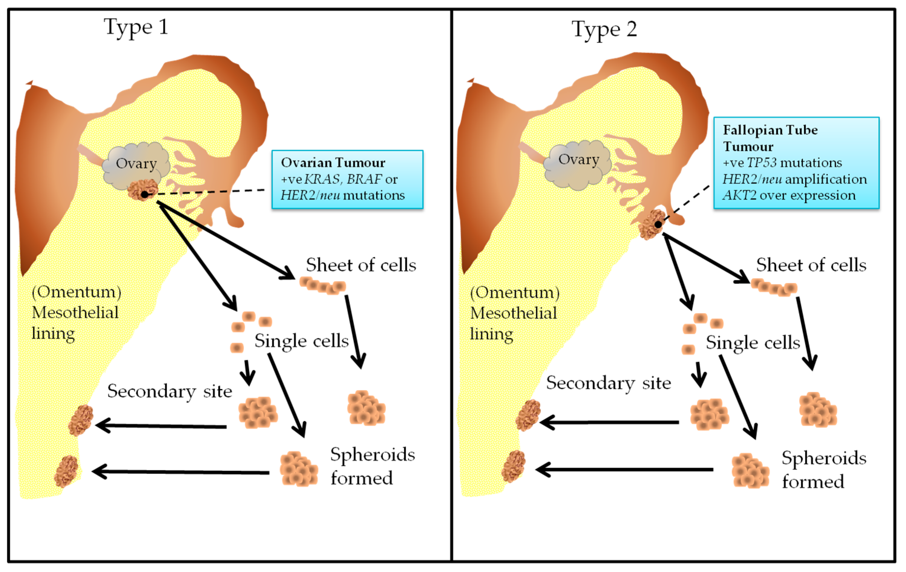 The Many Facets of Metzincins and Their Endogenous