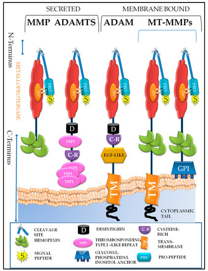 The Many Facets of Metzincins and Their Endogenous The Many Facets of Metzincins and Their Endogenous