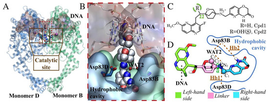 framework protein scaffold framework protein scaffold