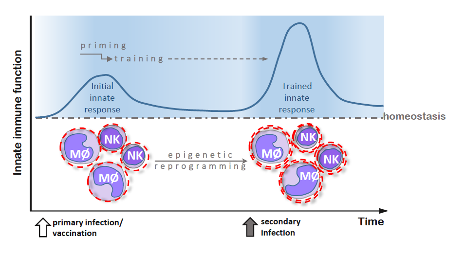 Ijms Free Full Text Infectious Agents As Stimuli Of Trained Innate Immunity