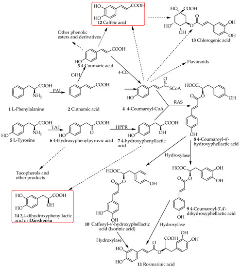 Molecular Pharmacology of Rosmarinic and Salvianolic Acids