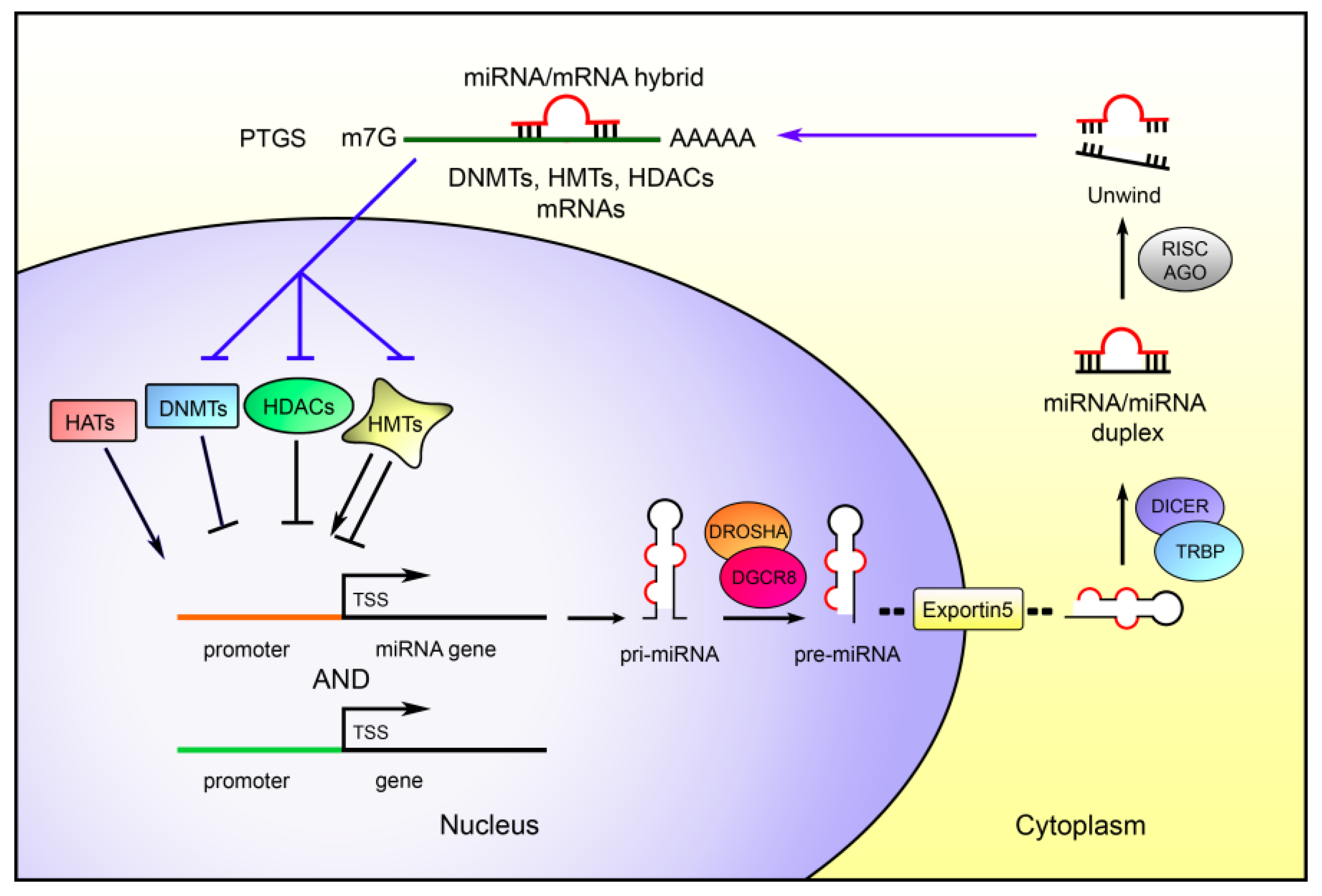 IJMS | Free Full-Text | Epigenetics and MicroRNAs in Cancer | HTML
