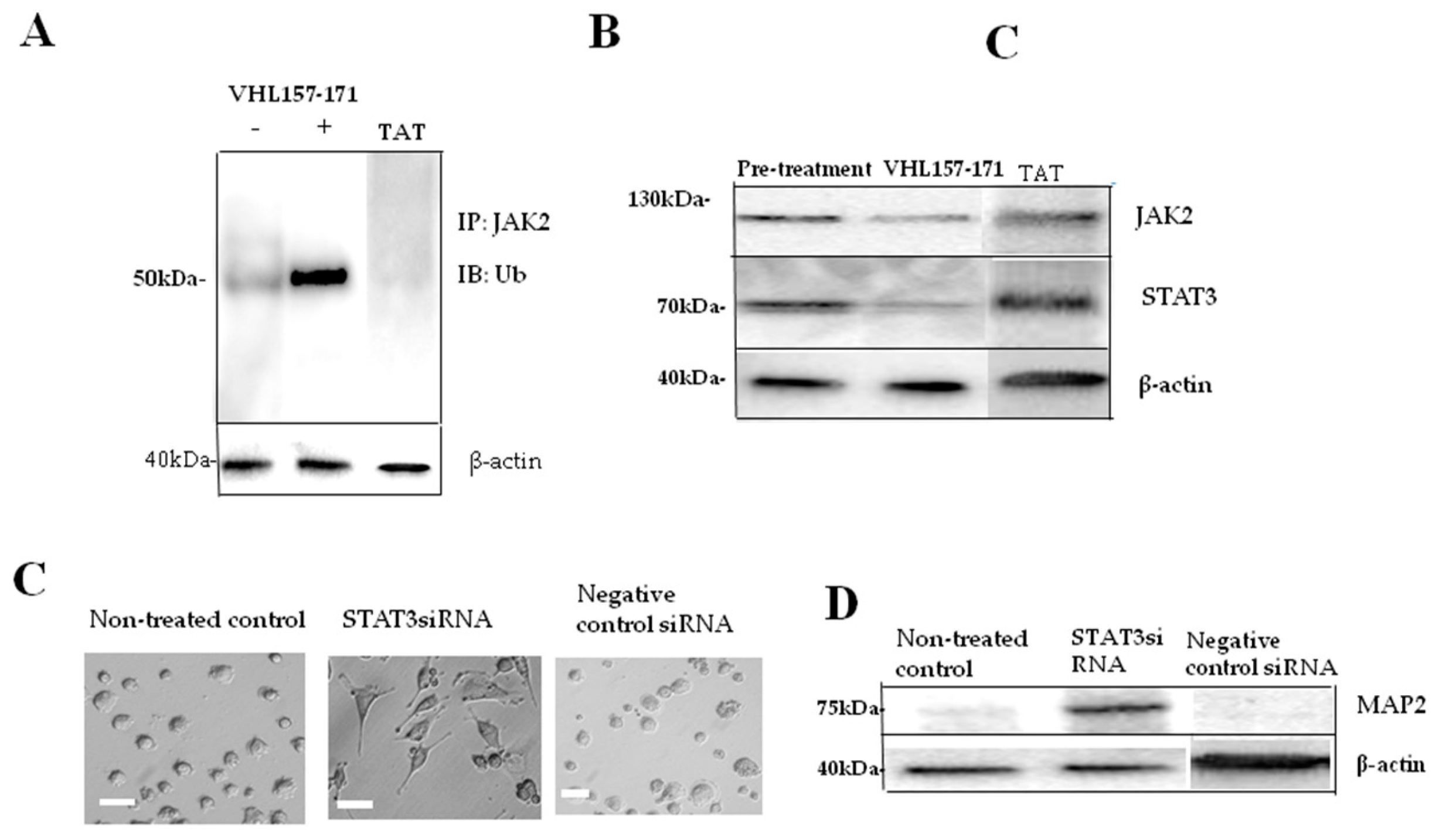Ijms 19 00466 g005 550